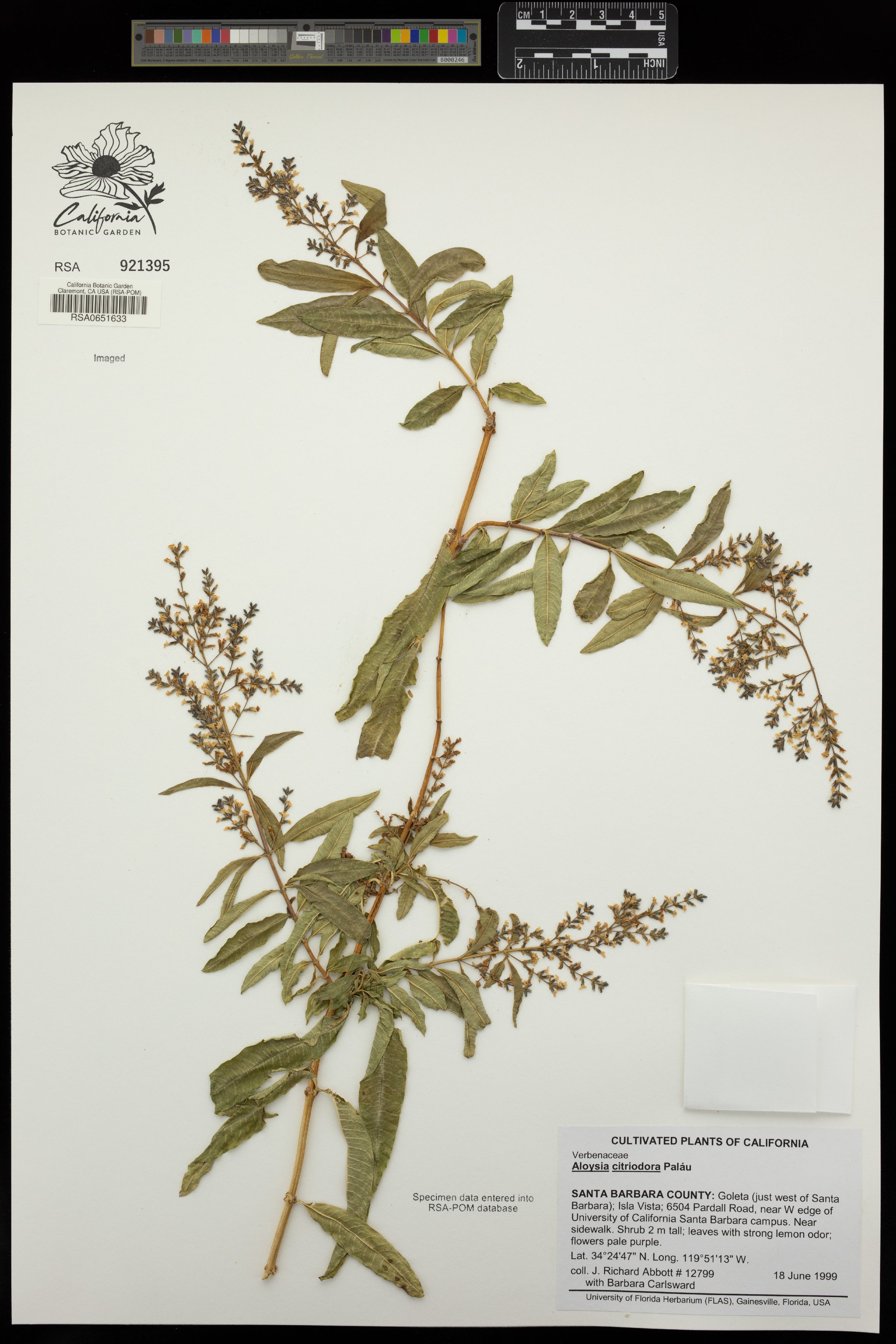 Aloysia citriodora - 17