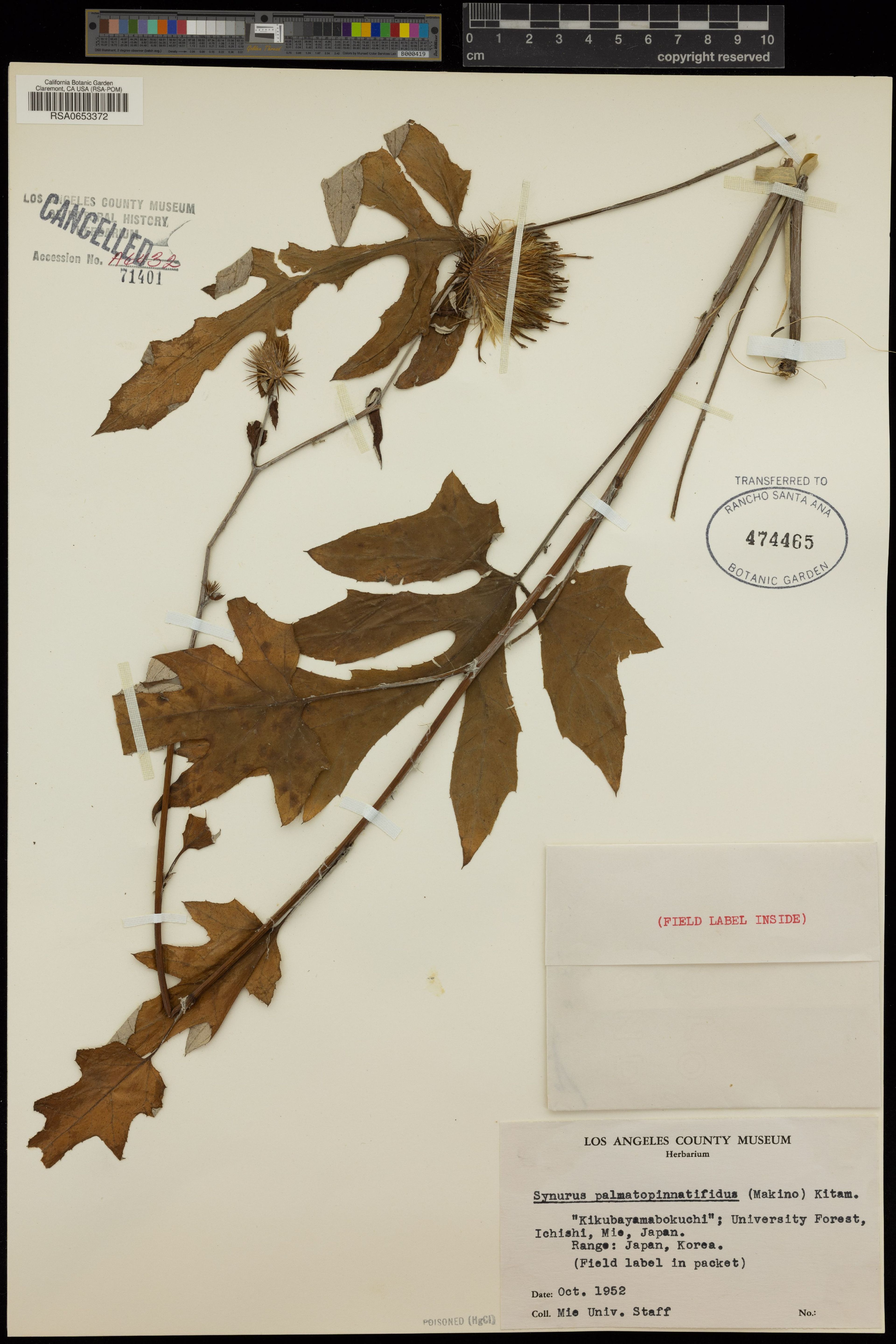 Synurus palmatopinnatifidus - 10