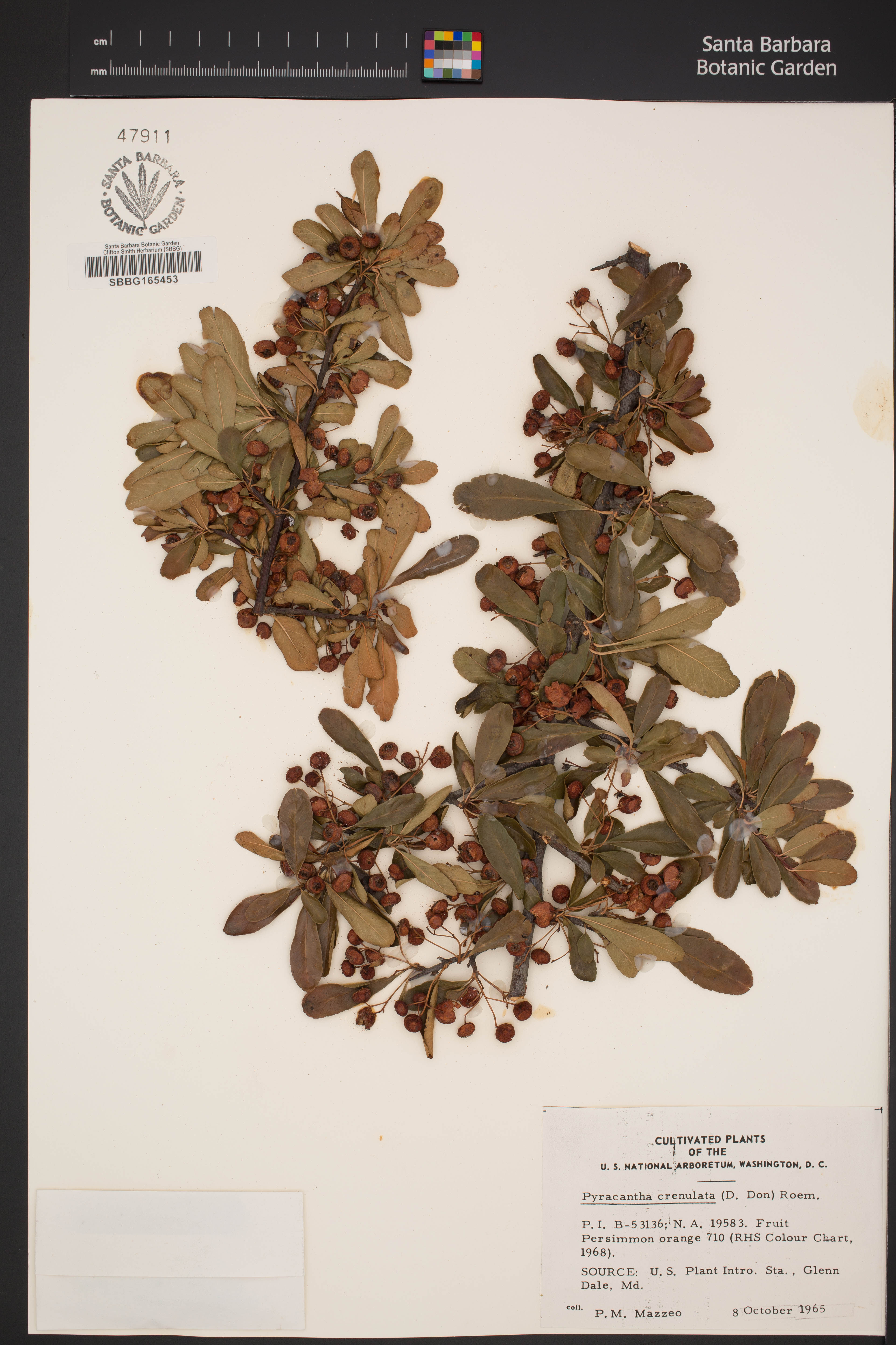Pyracantha crenulata - 16