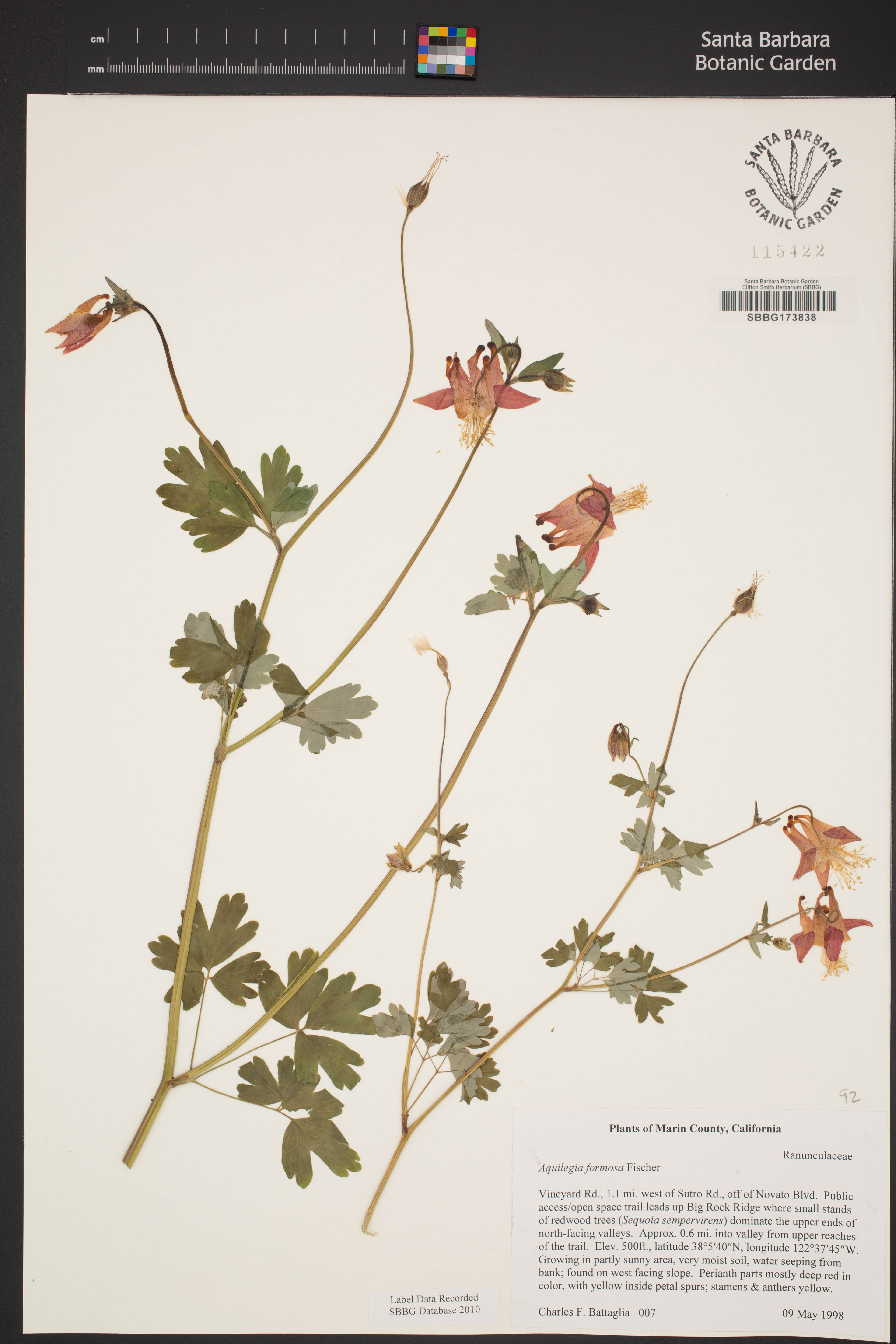 Aquilegia formosa - 74