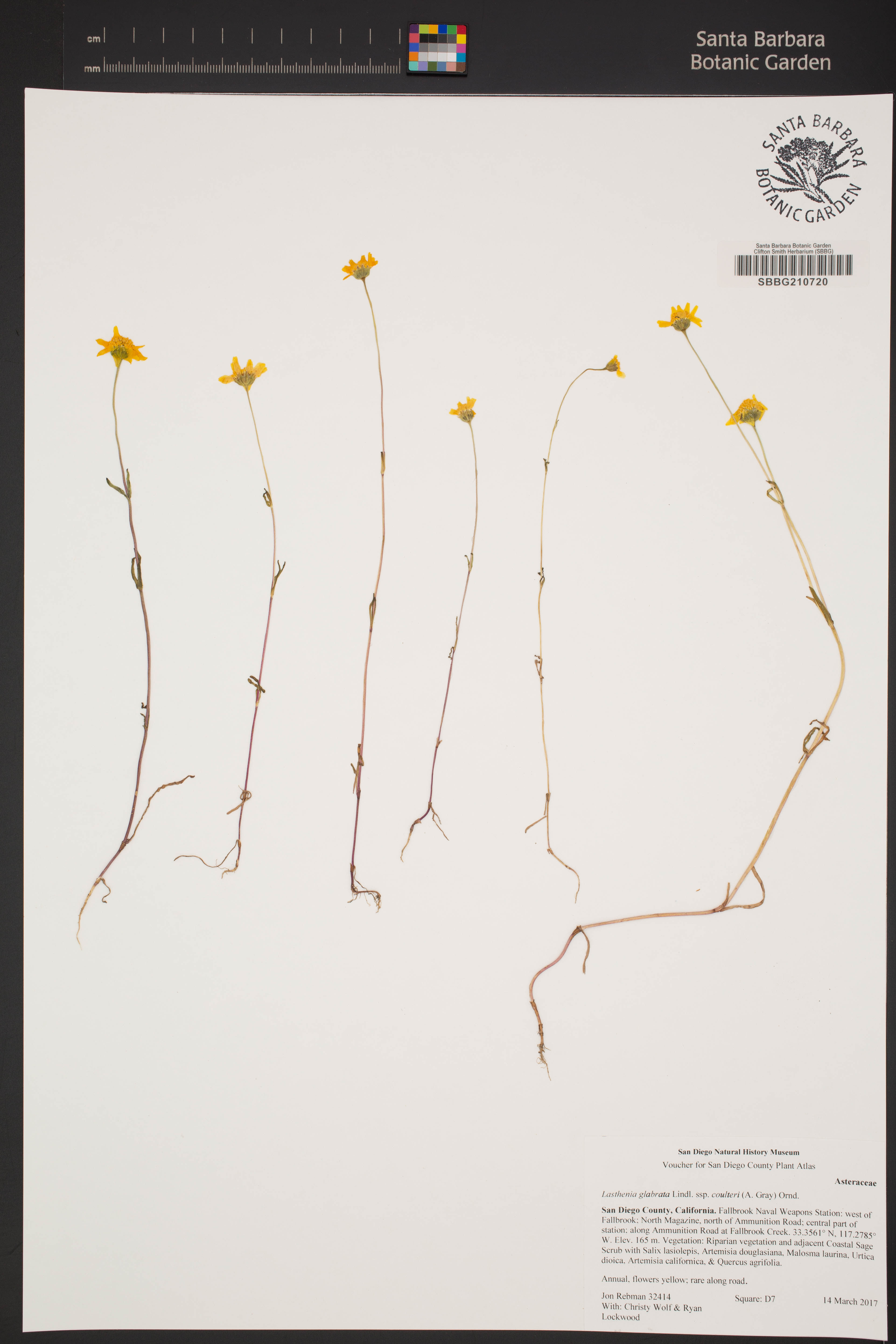 Lasthenia glabrata - 32