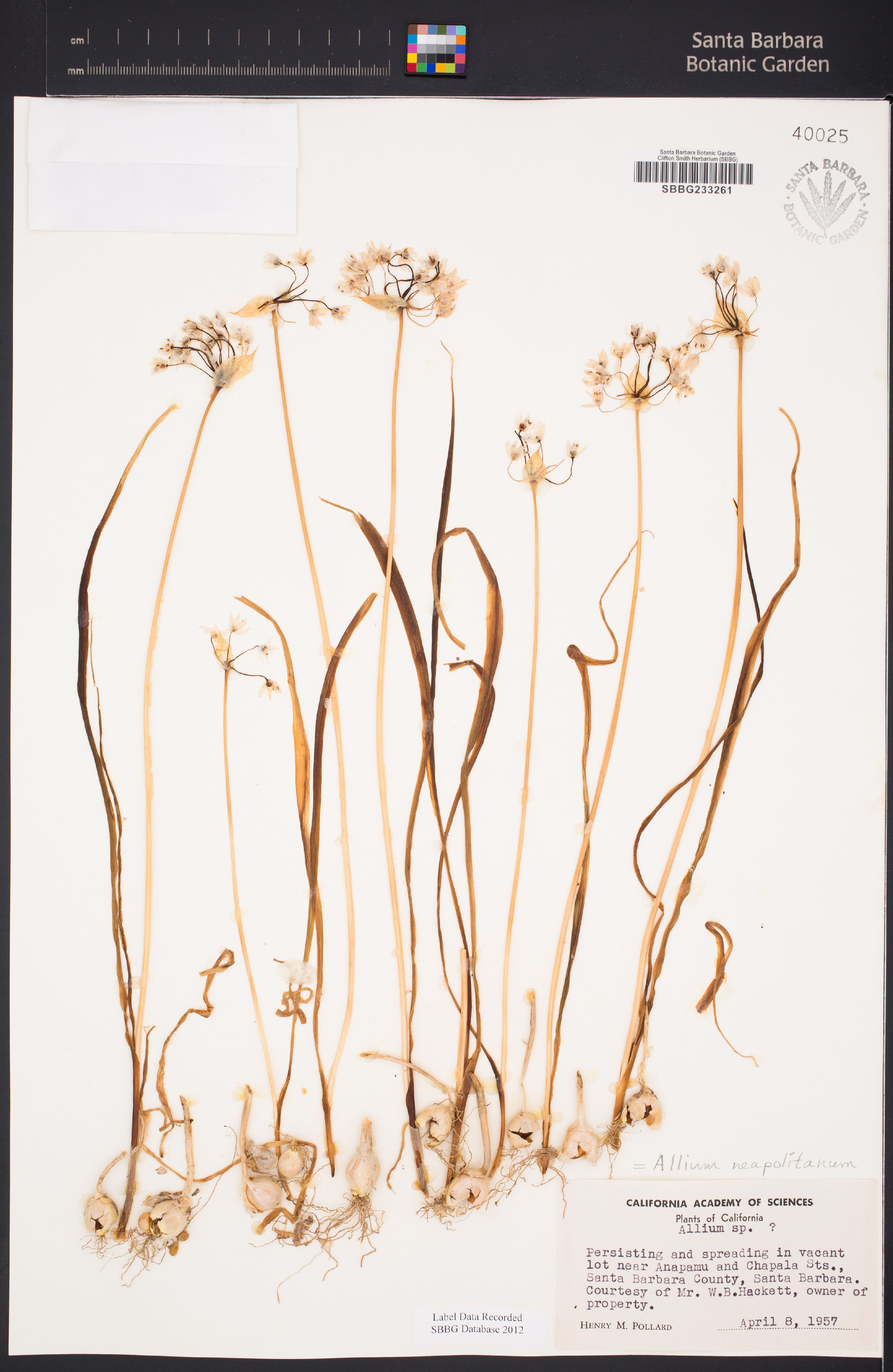 Allium neapolitanum - 29