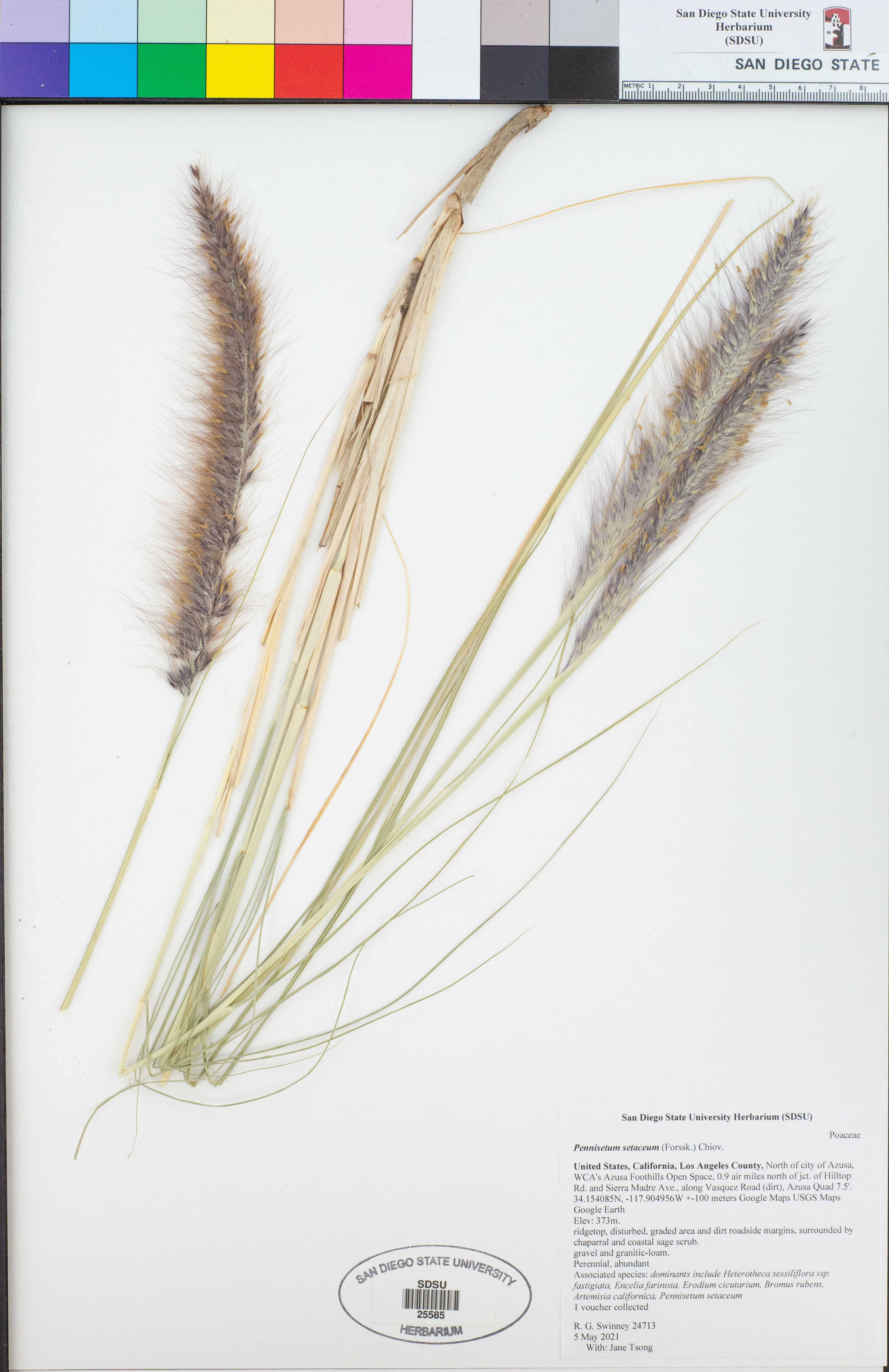 Pennisetum setaceum - 43