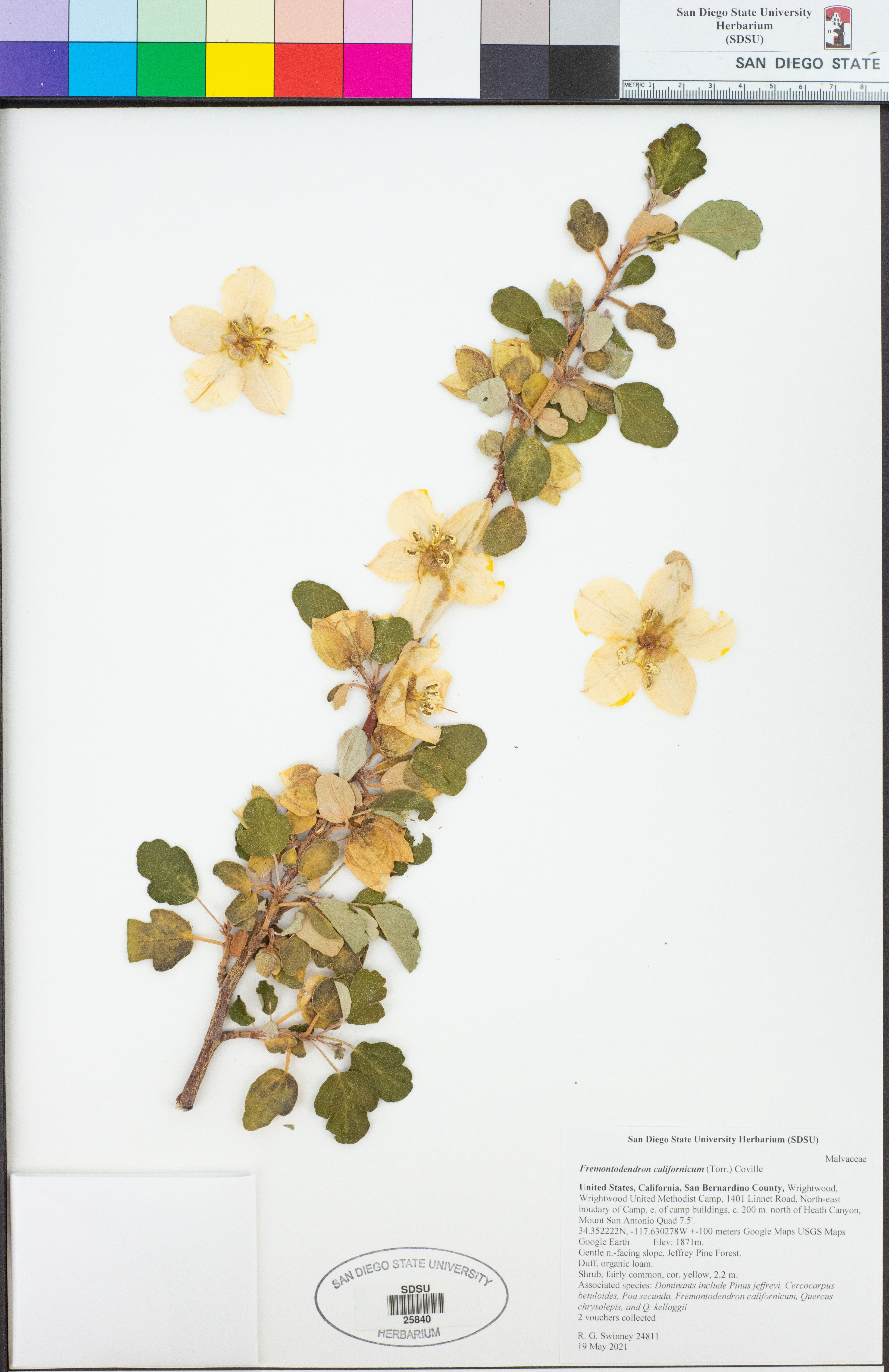 Fremontodendron californicum - 65