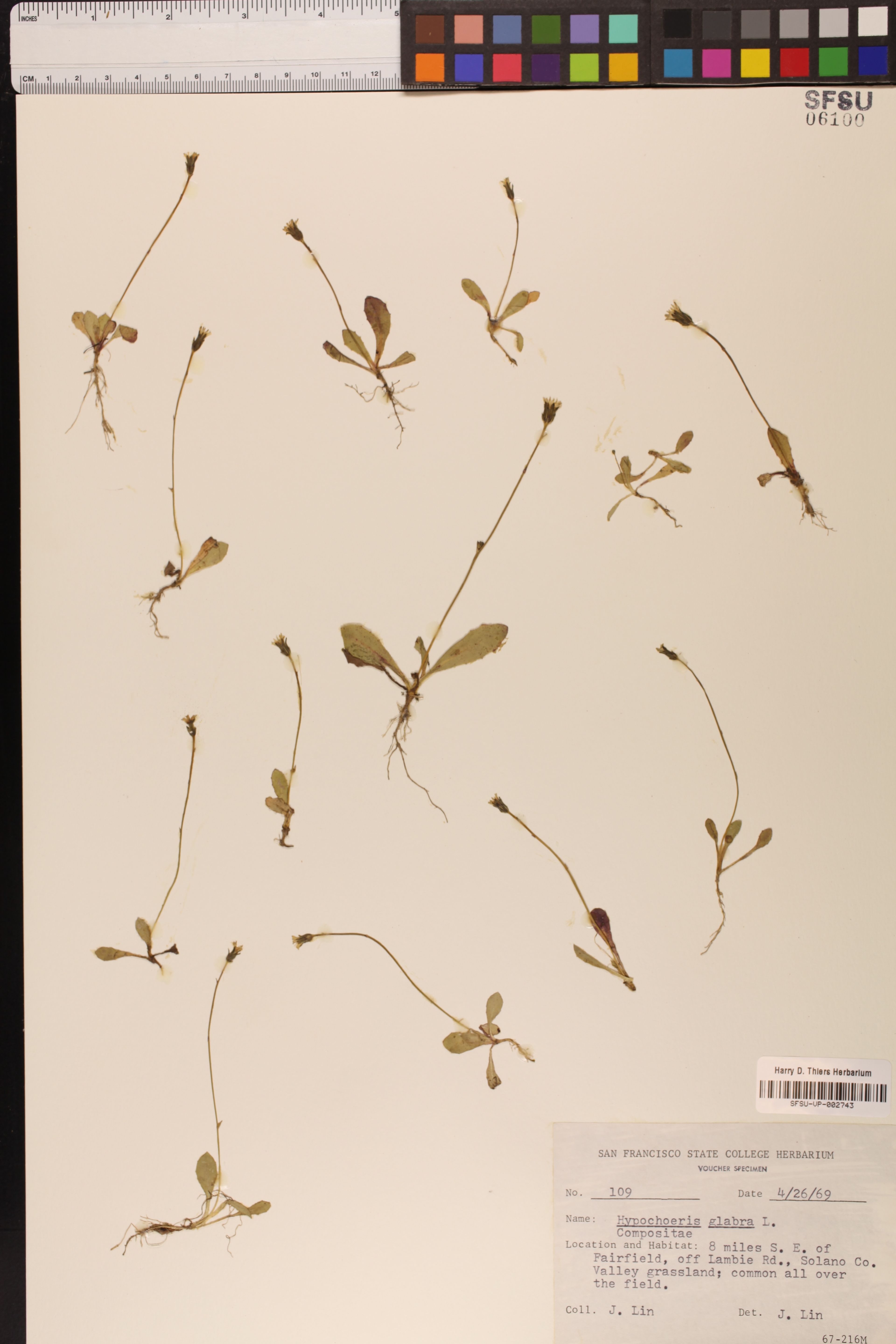 Hypochoeris glabra - 4