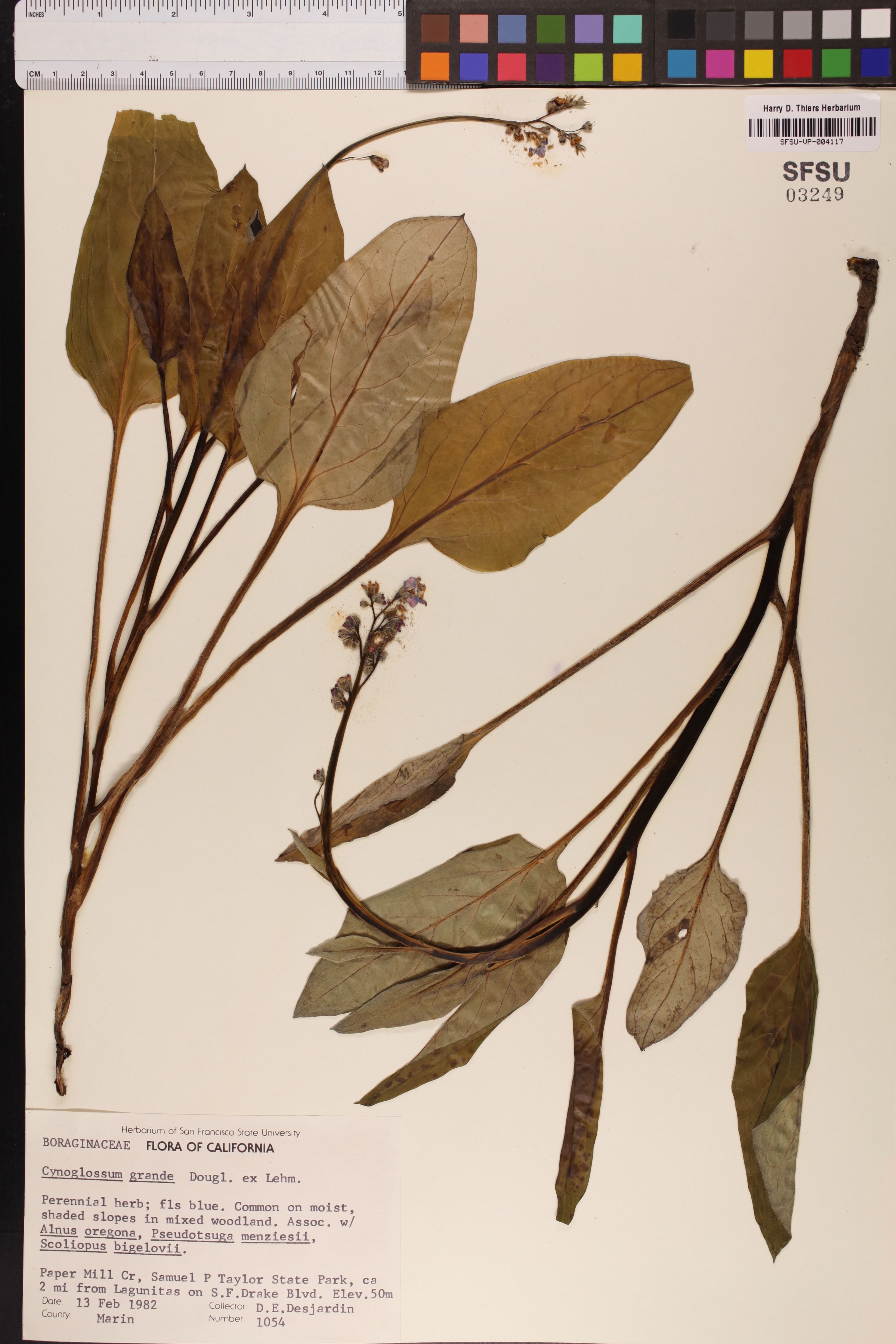 Cynoglossum grande - 13