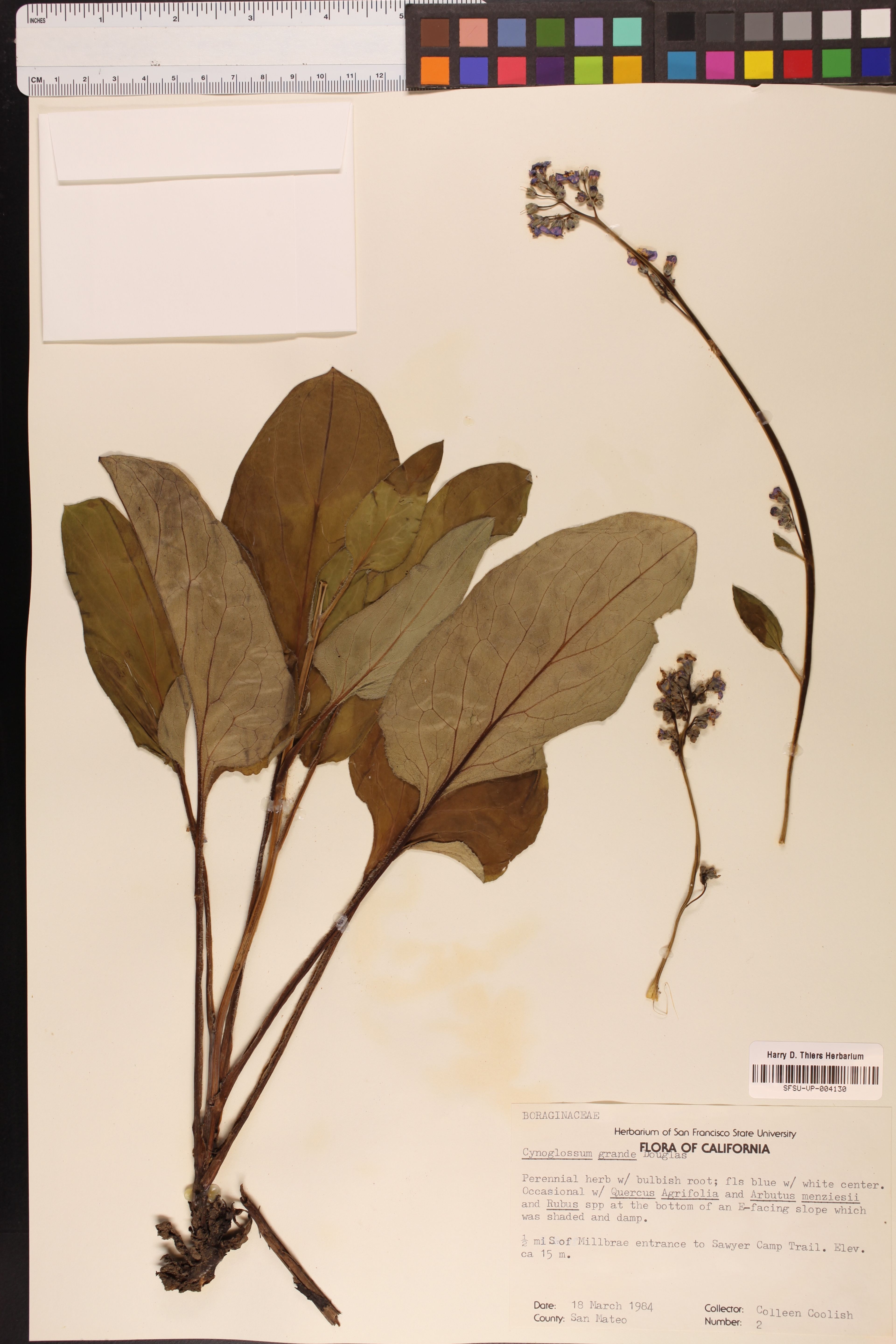 Cynoglossum grande - 79