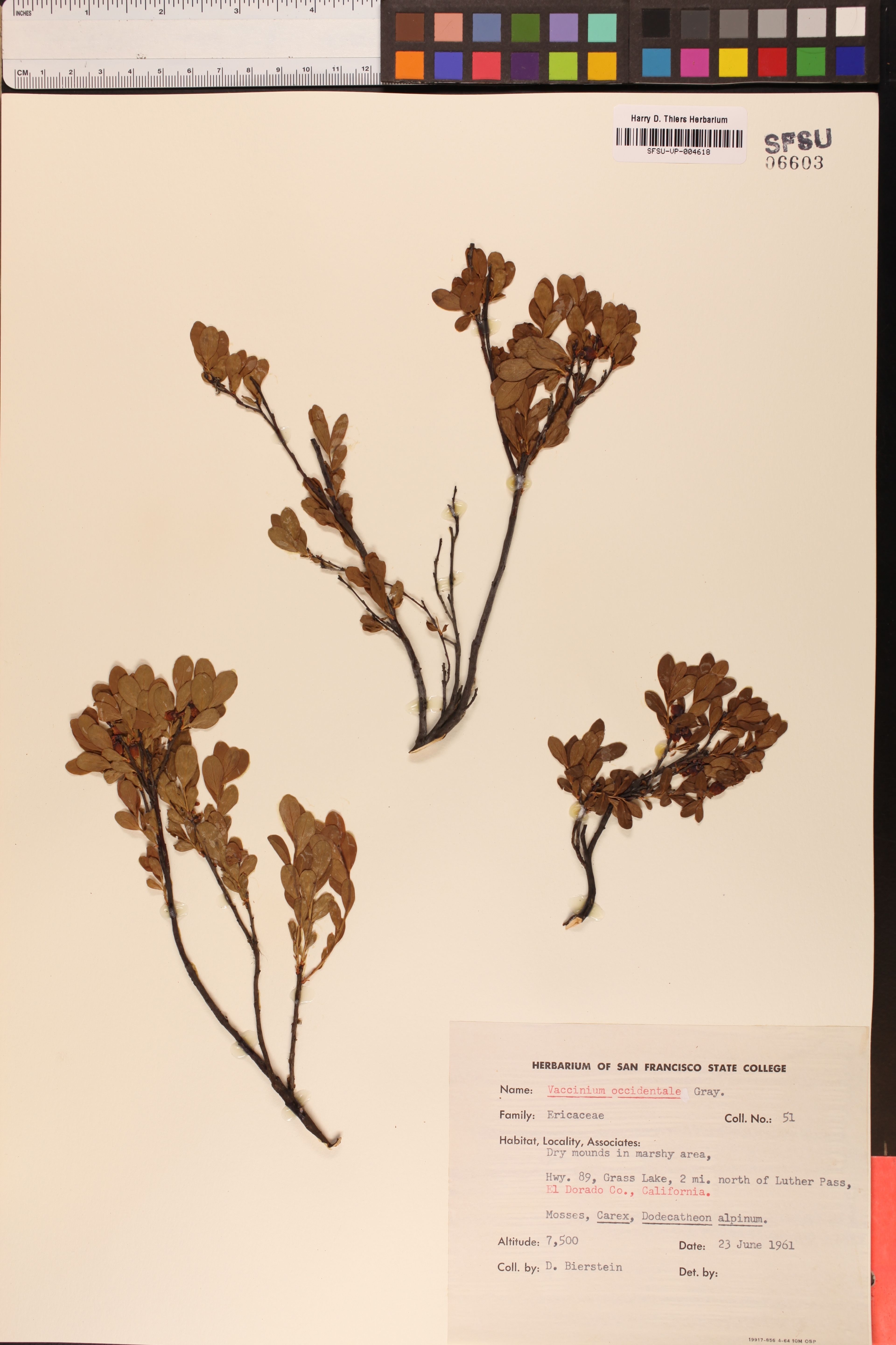 Vaccinium occidentale - 20