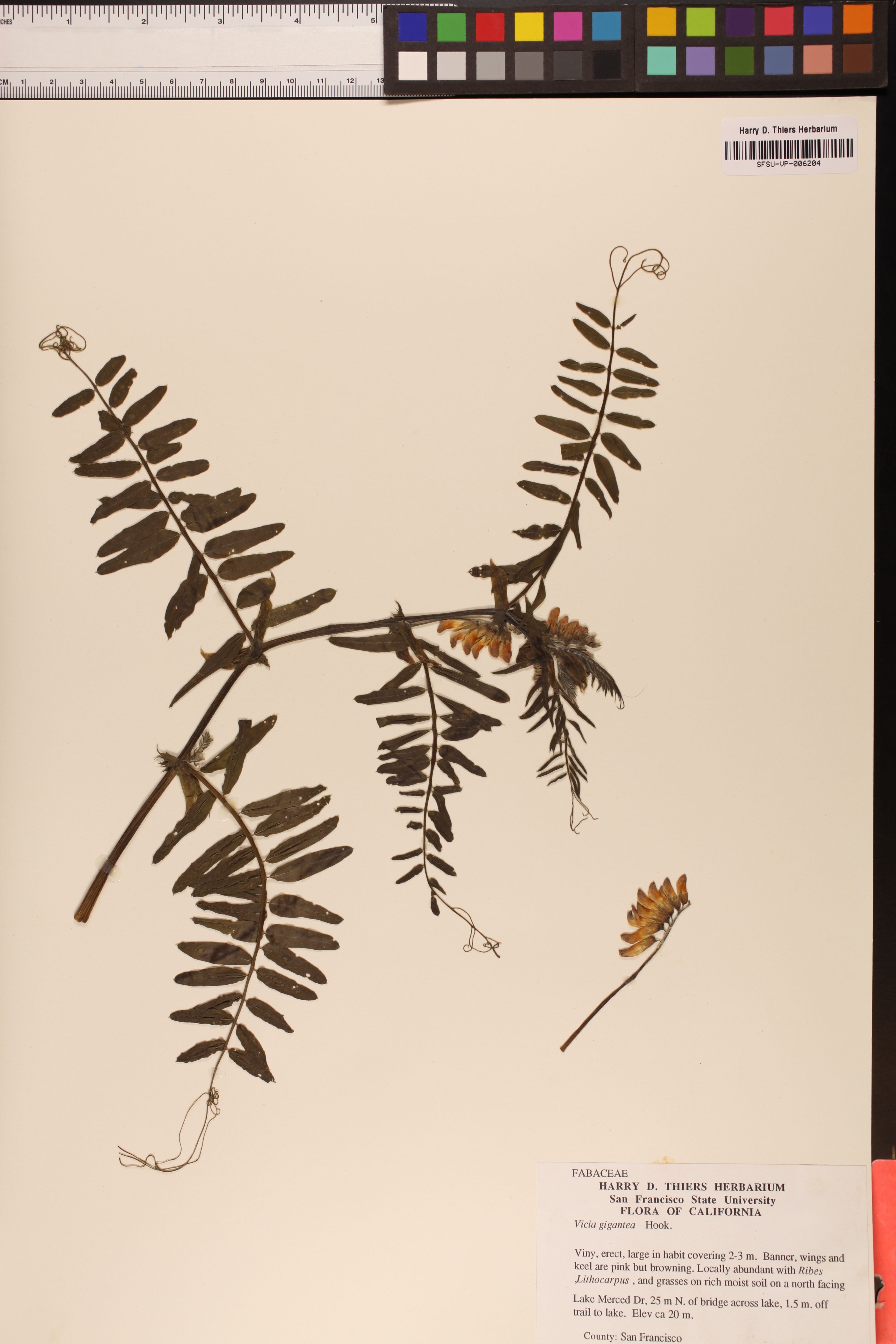 Vicia gigantea - 73