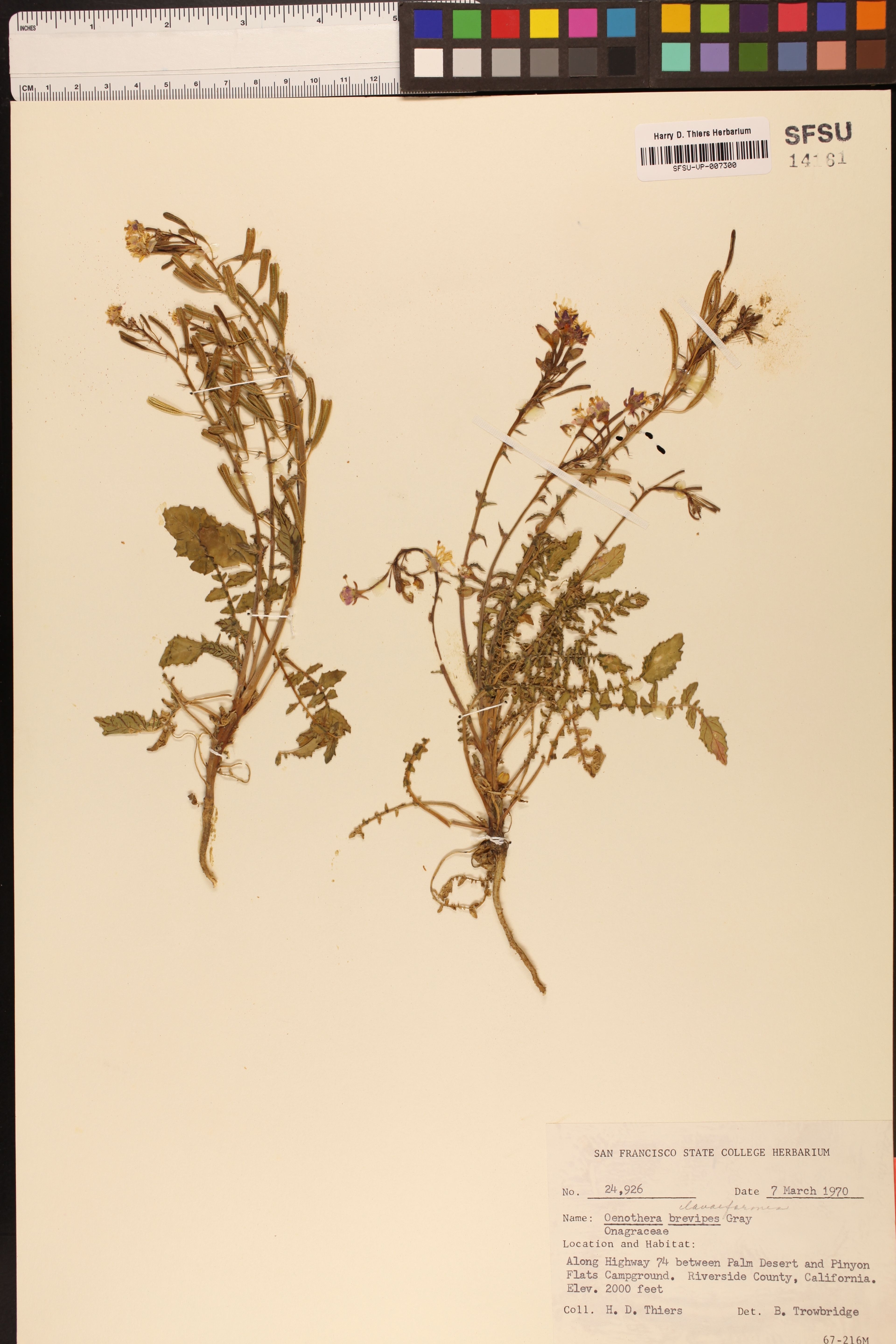 Oenothera brevipes - 23