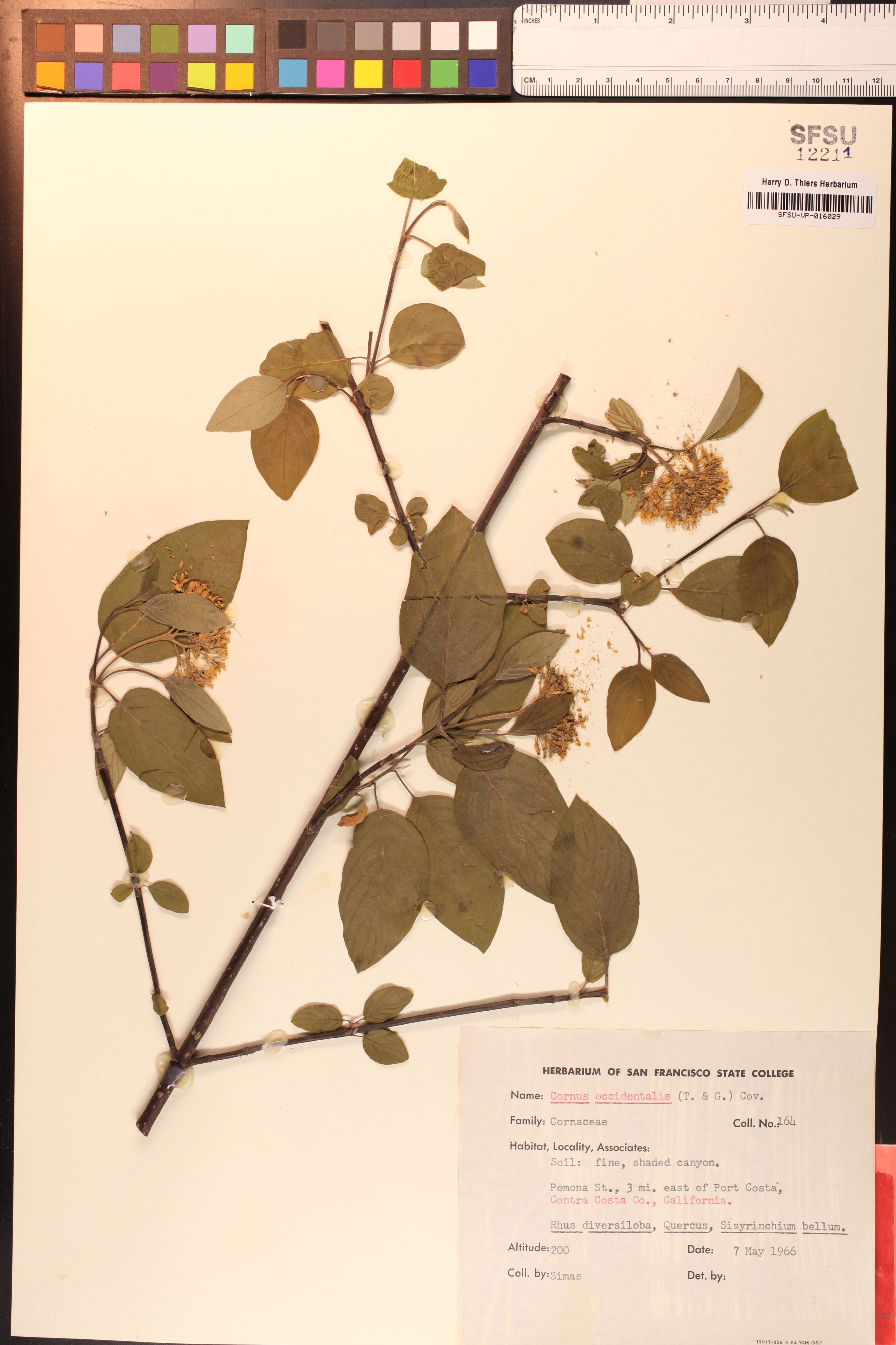 Cornus occidentalis - 37