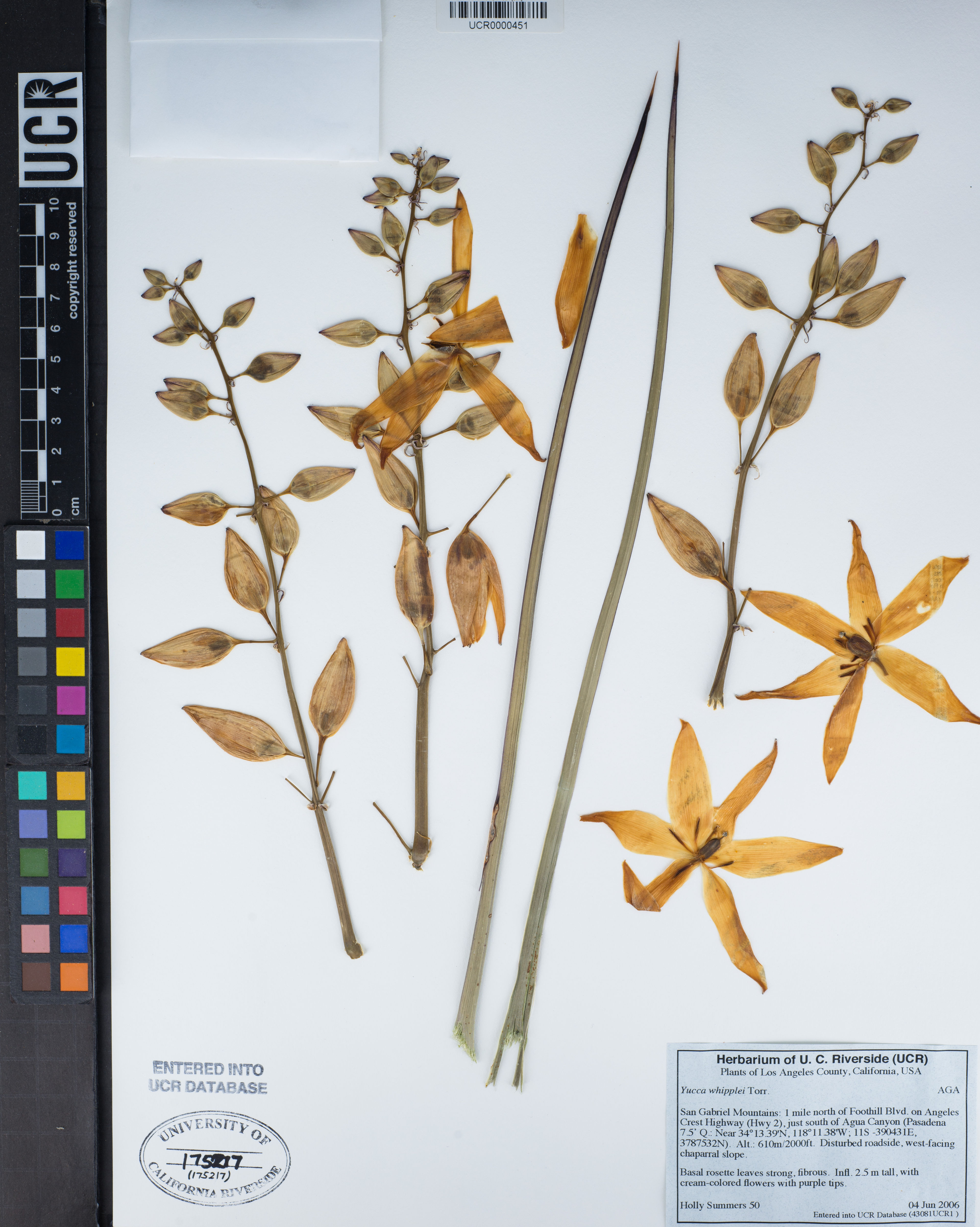 Yucca whipplei - 13