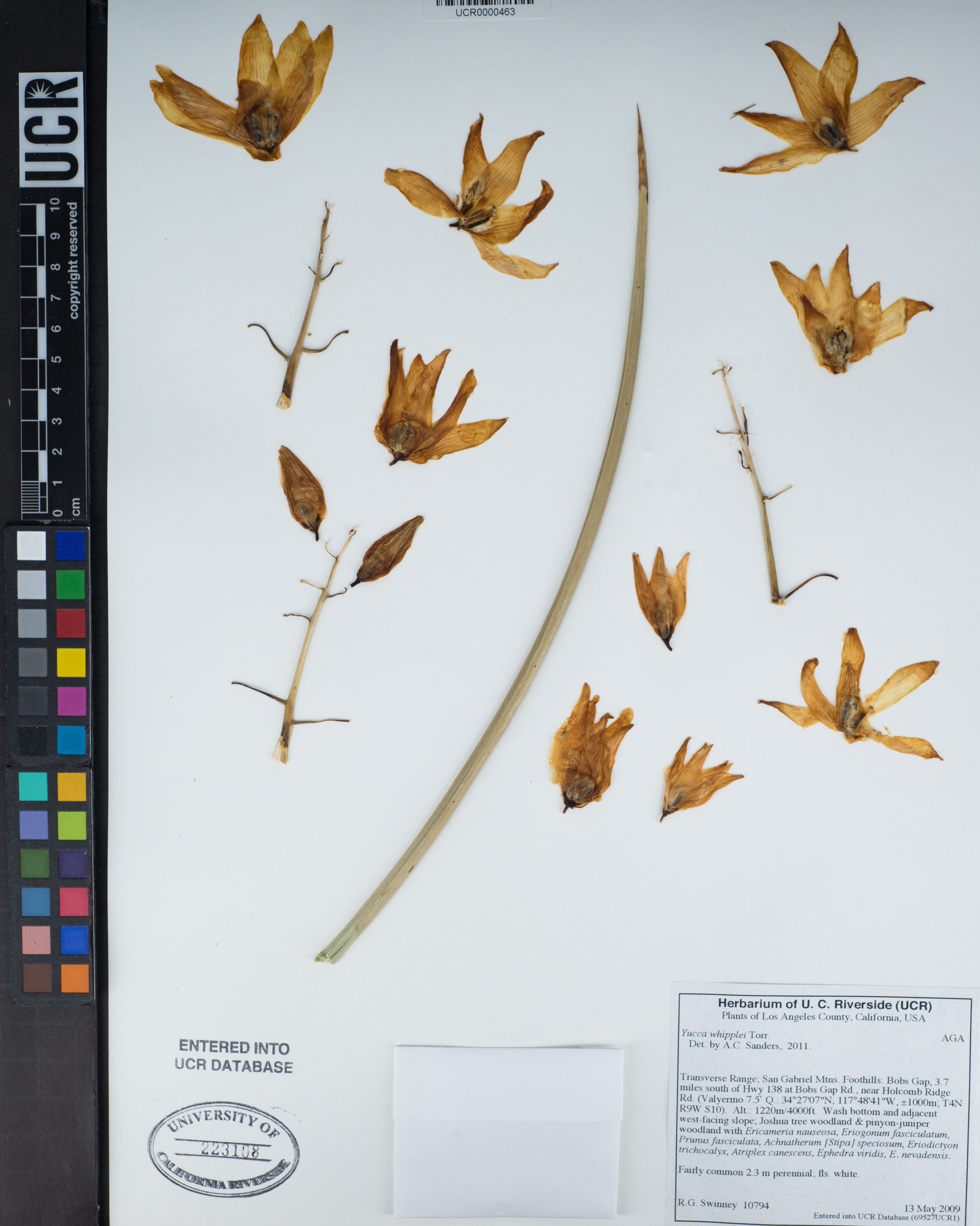 Yucca whipplei - 98