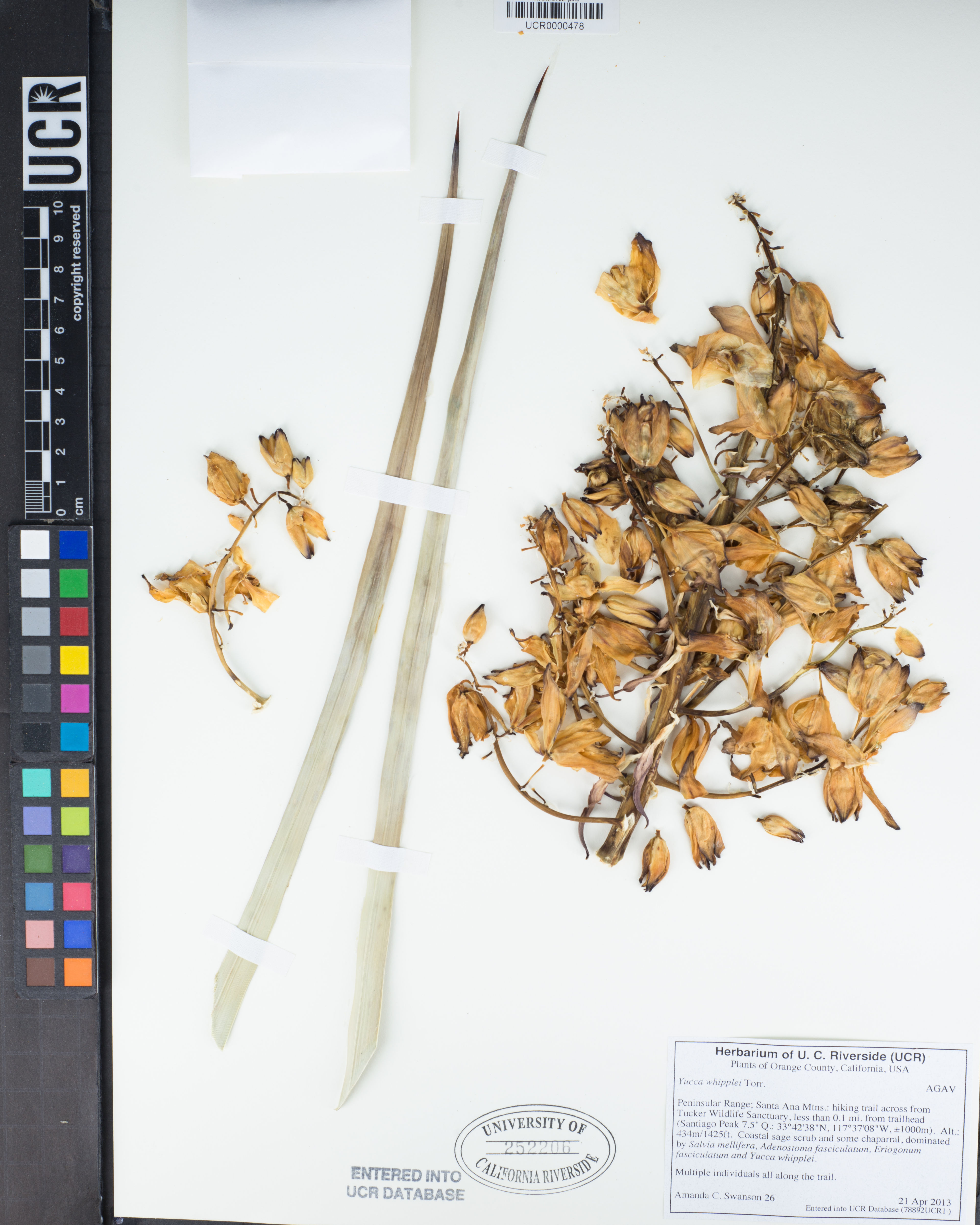 Yucca whipplei - 18