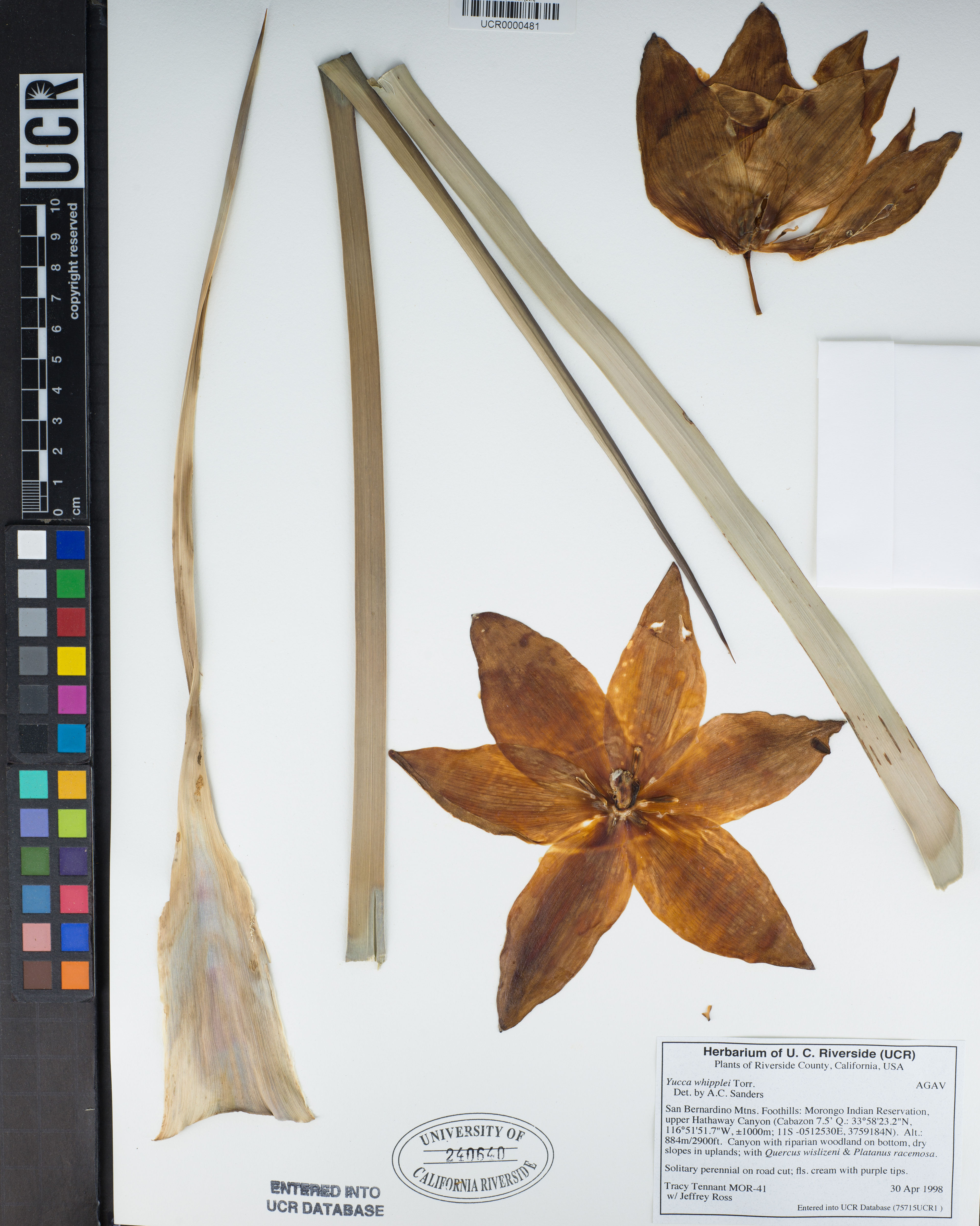 Yucca whipplei - 35