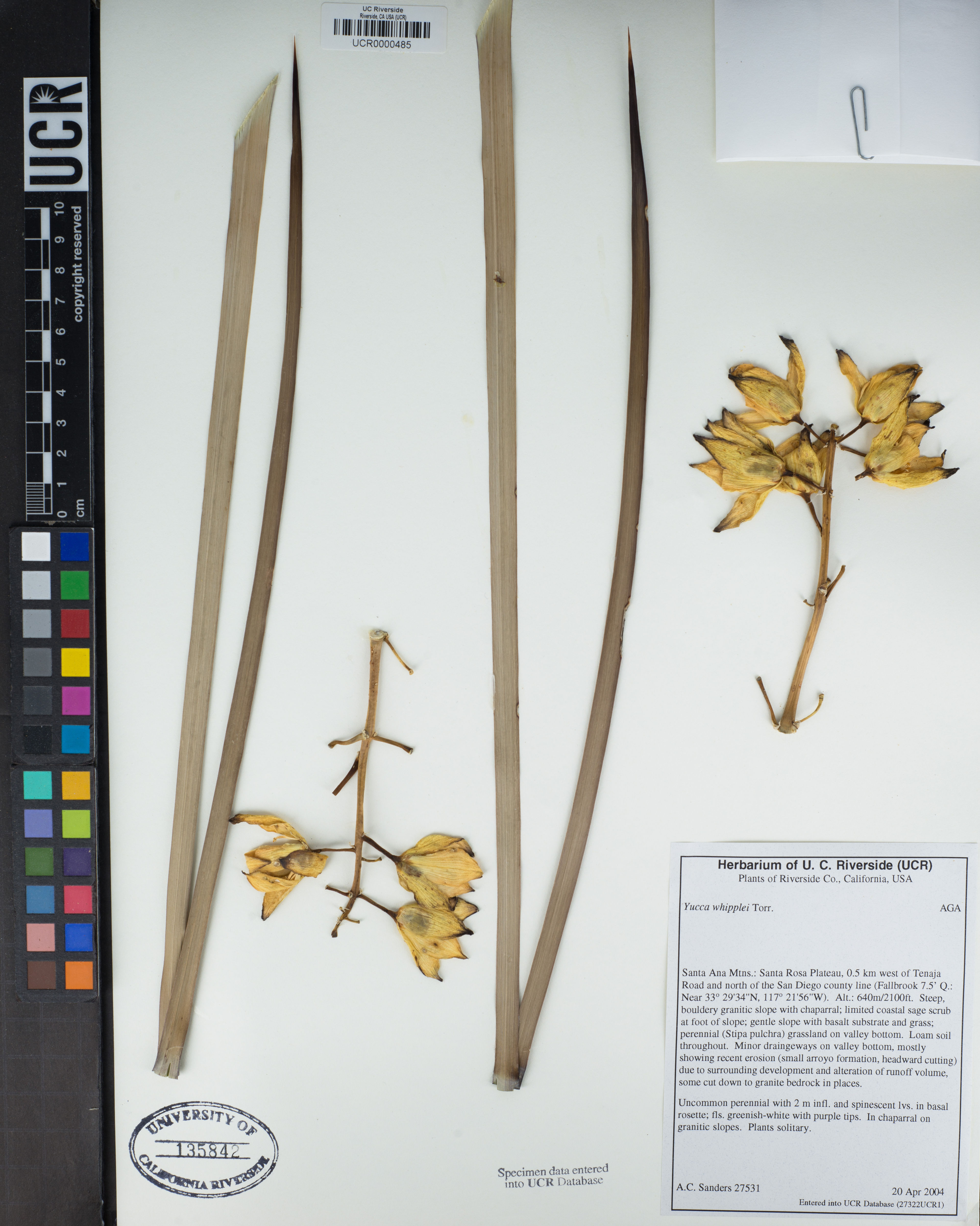 Yucca whipplei - 66