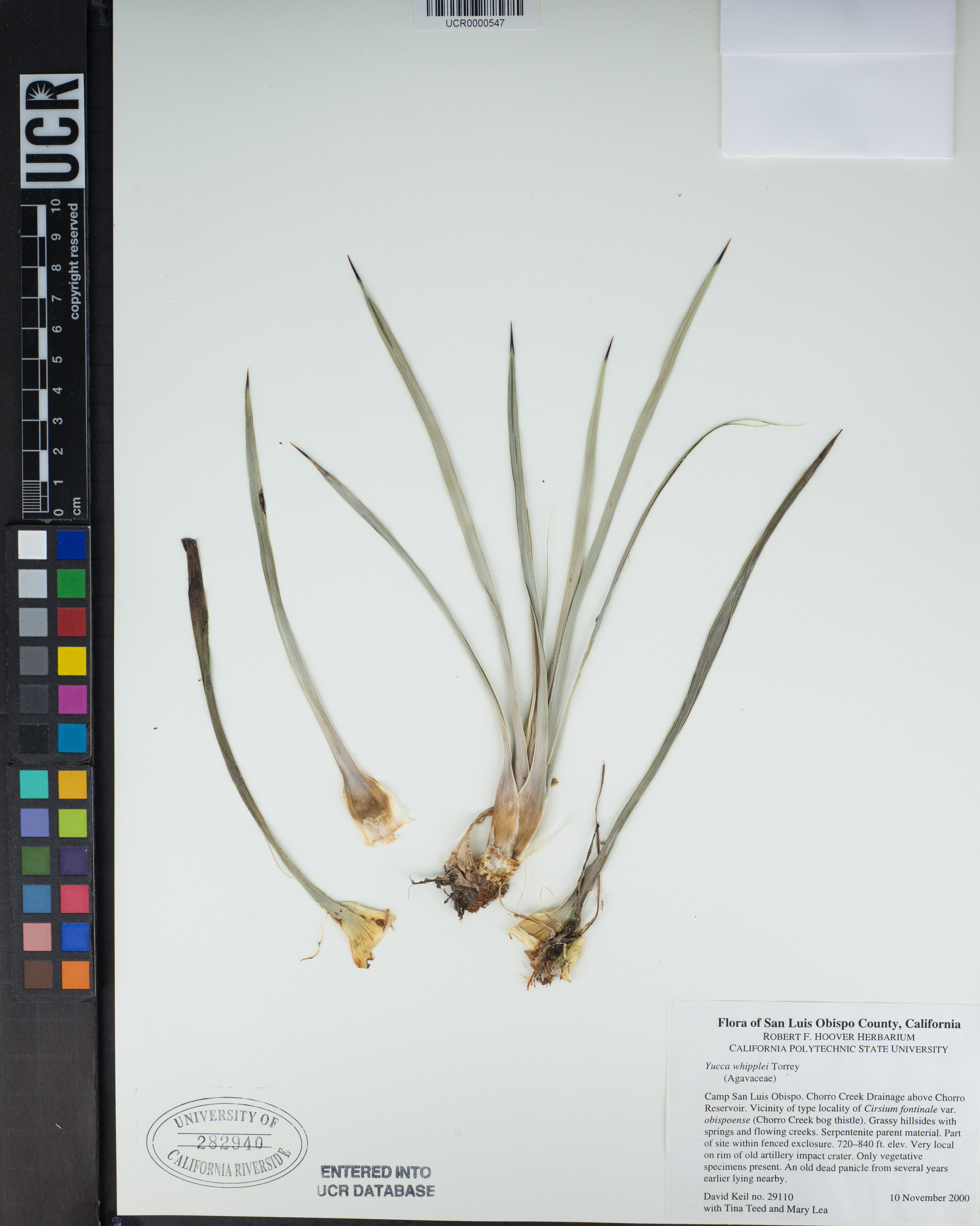 Yucca whipplei - 69