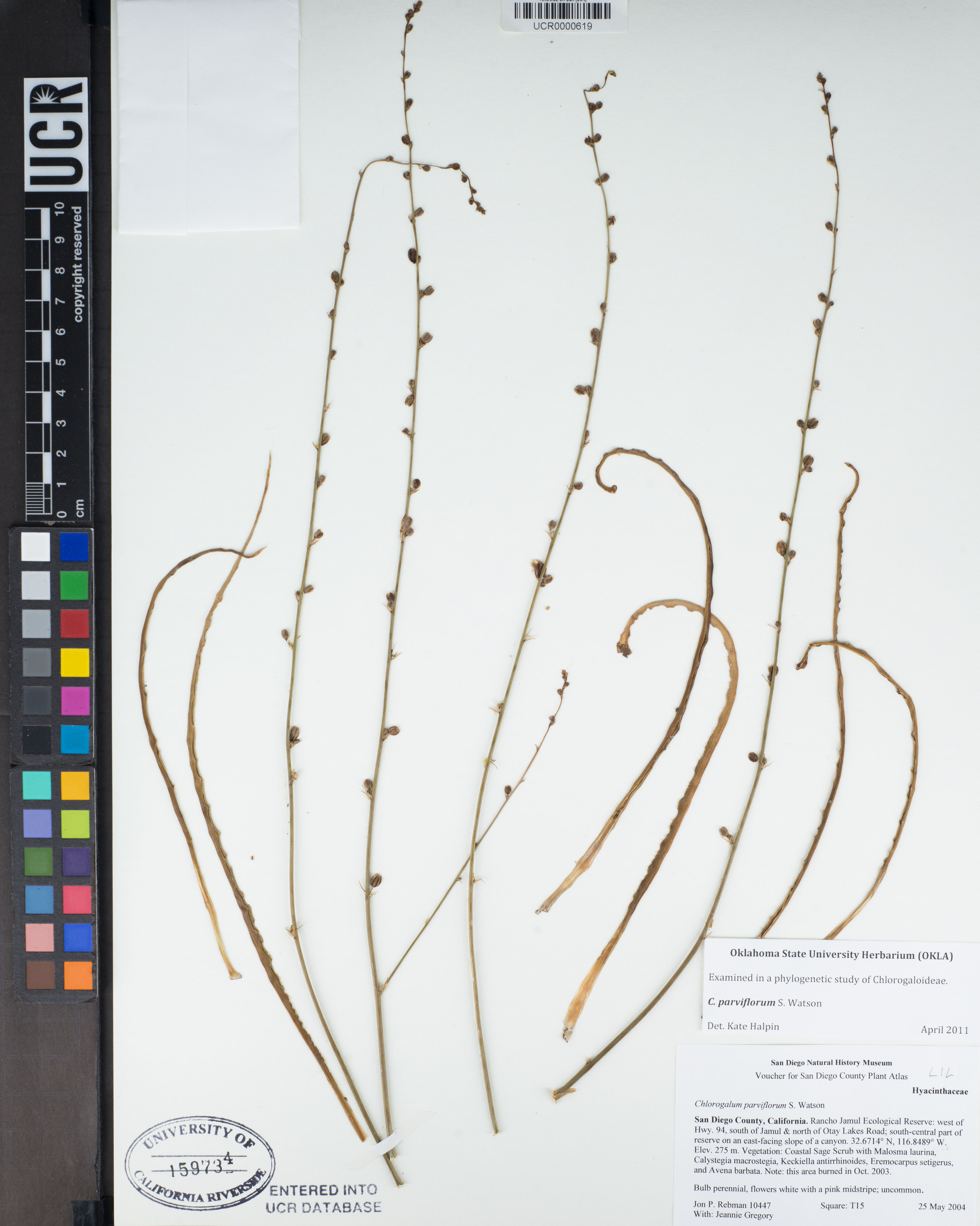 Chlorogalum parviflorum - 40