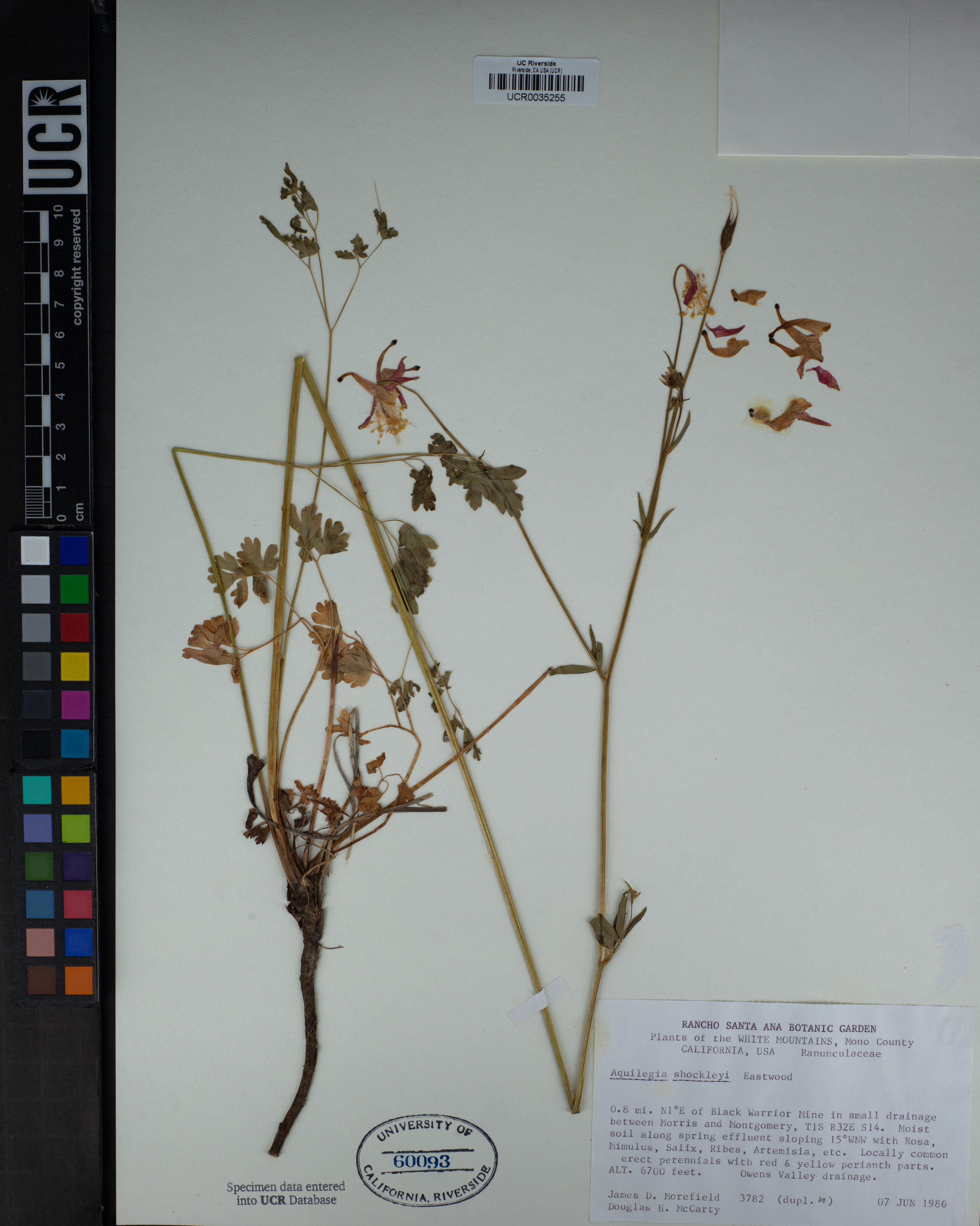 Aquilegia shockleyi - 55