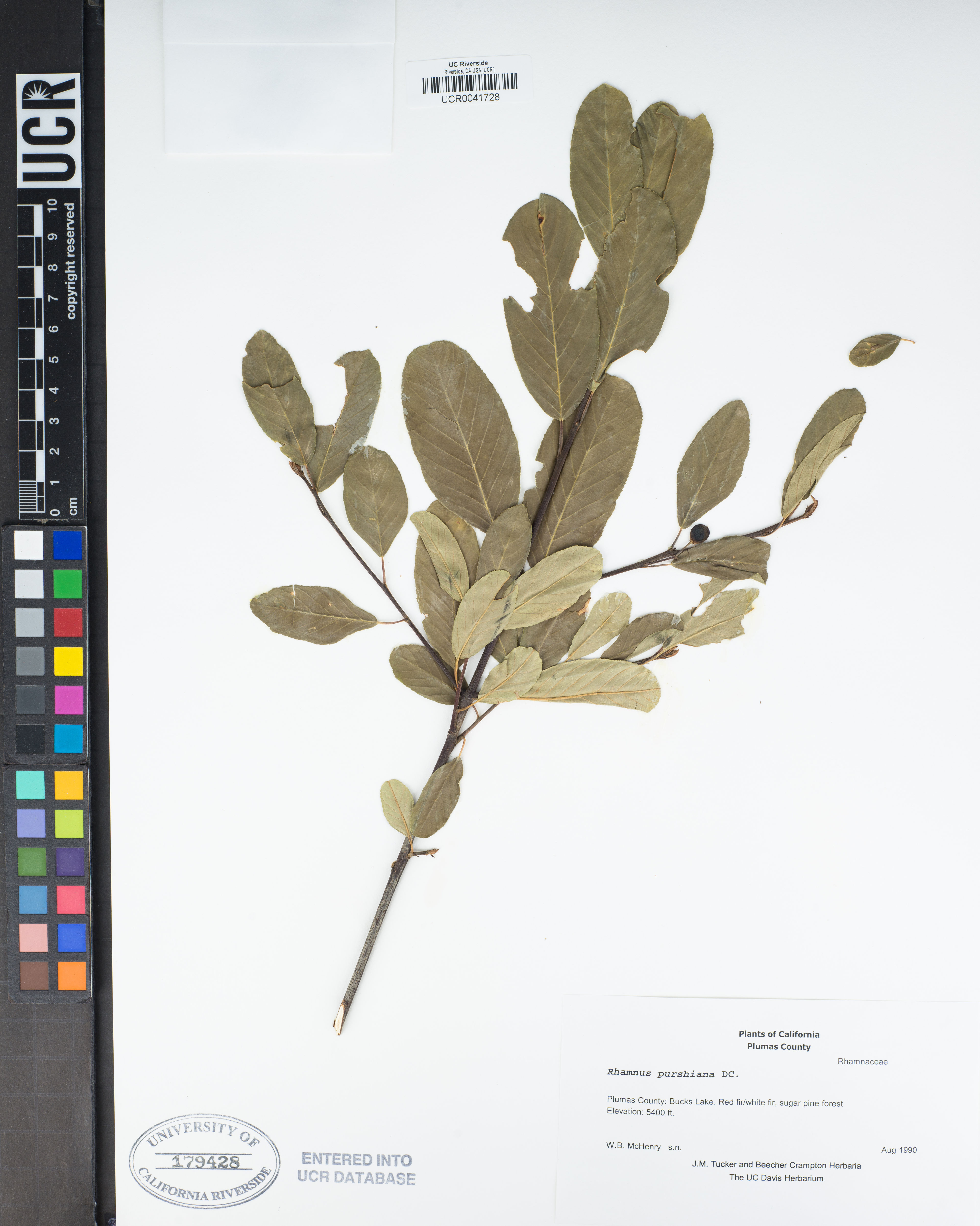 Rhamnus purshiana - 42