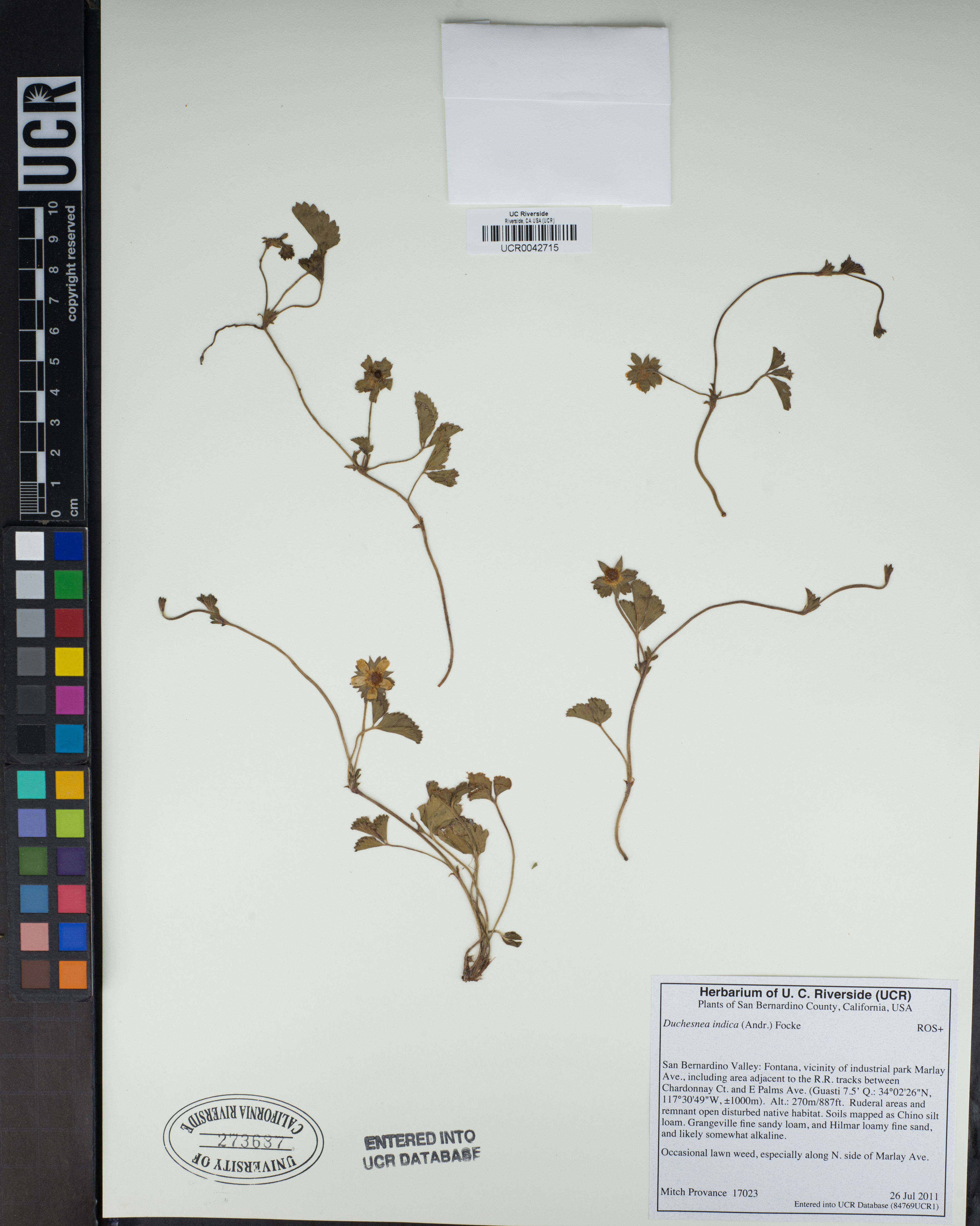 Duchesnea indica - 34