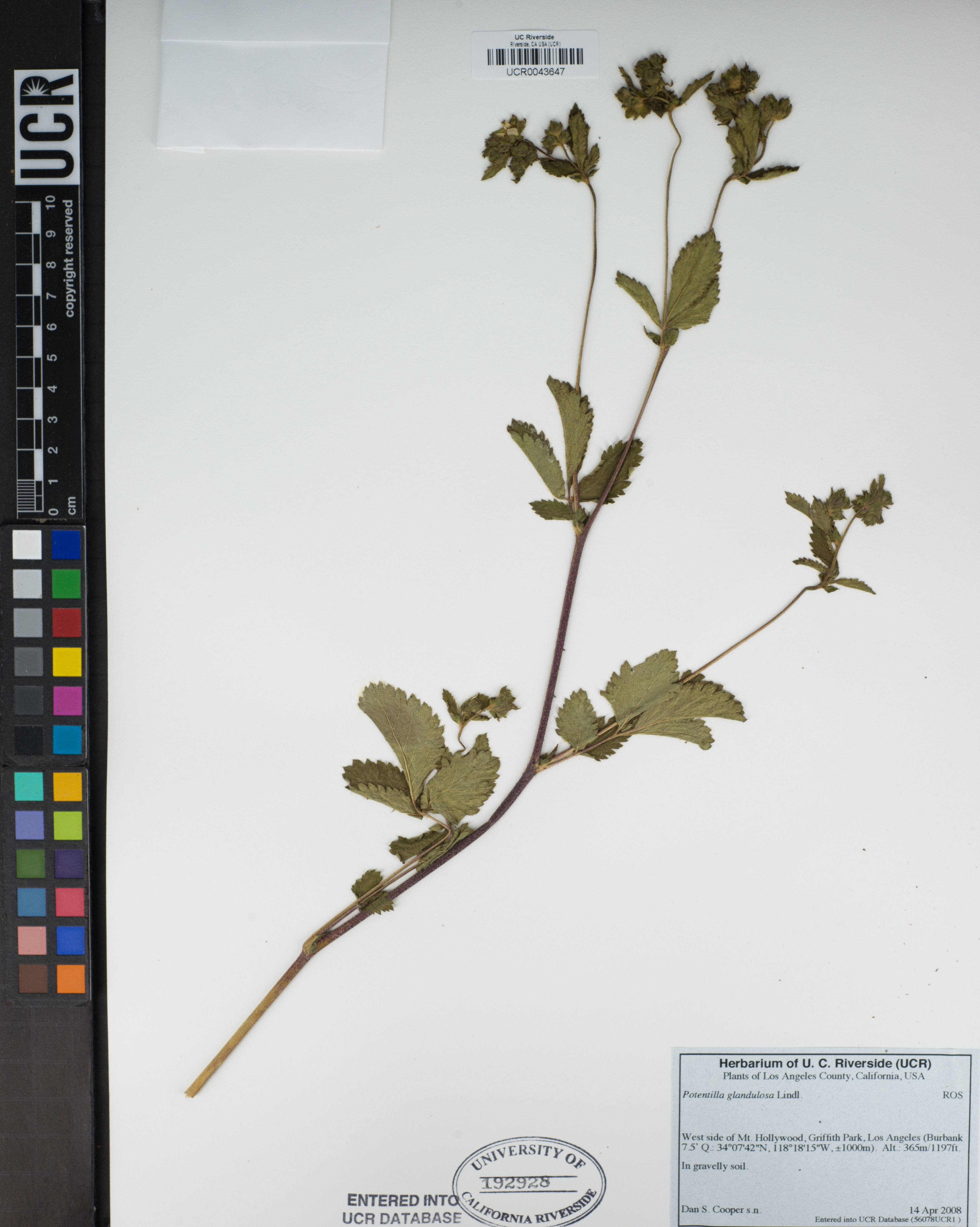 Potentilla glandulosa - 49