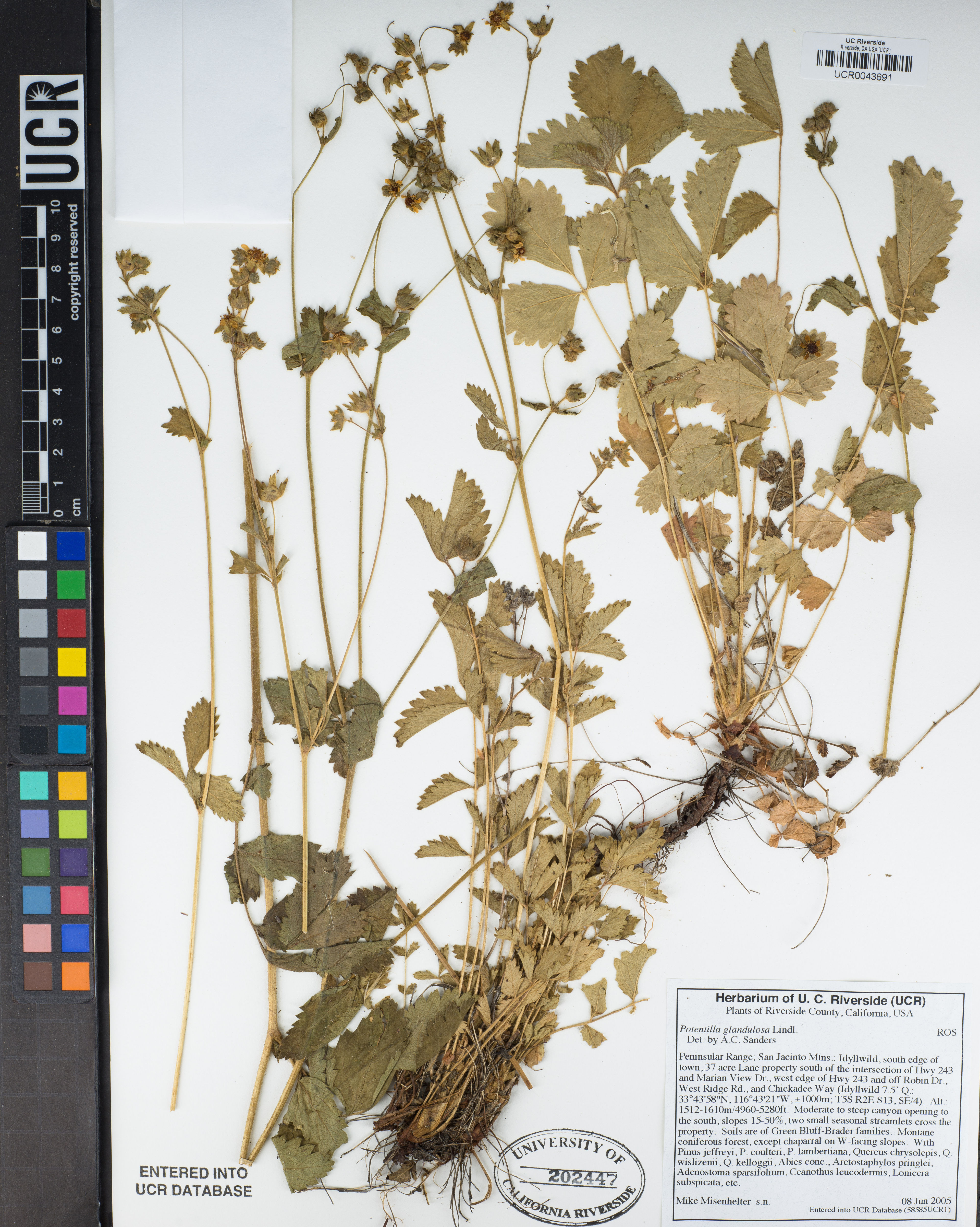 Potentilla glandulosa - 36