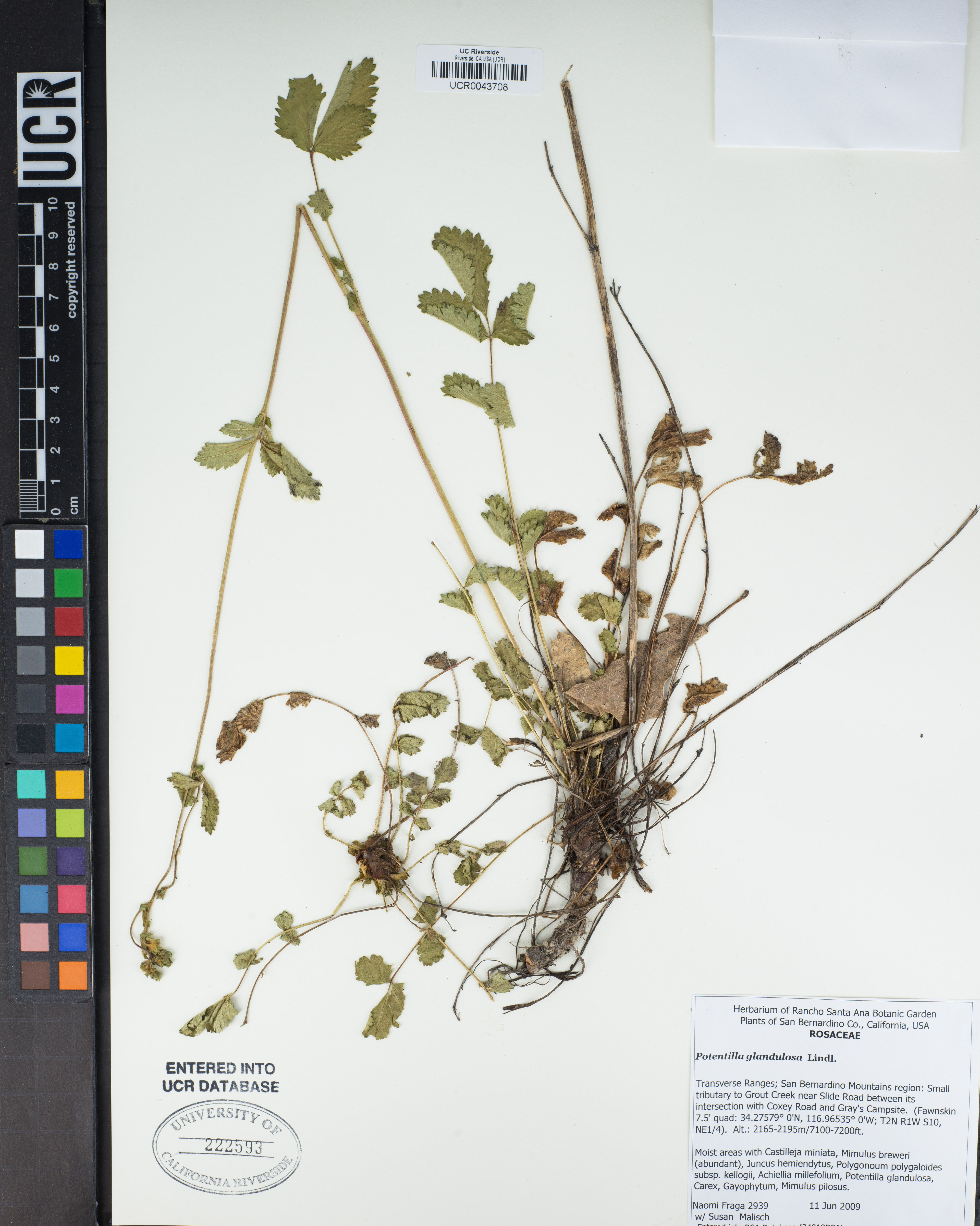 Potentilla glandulosa - 1