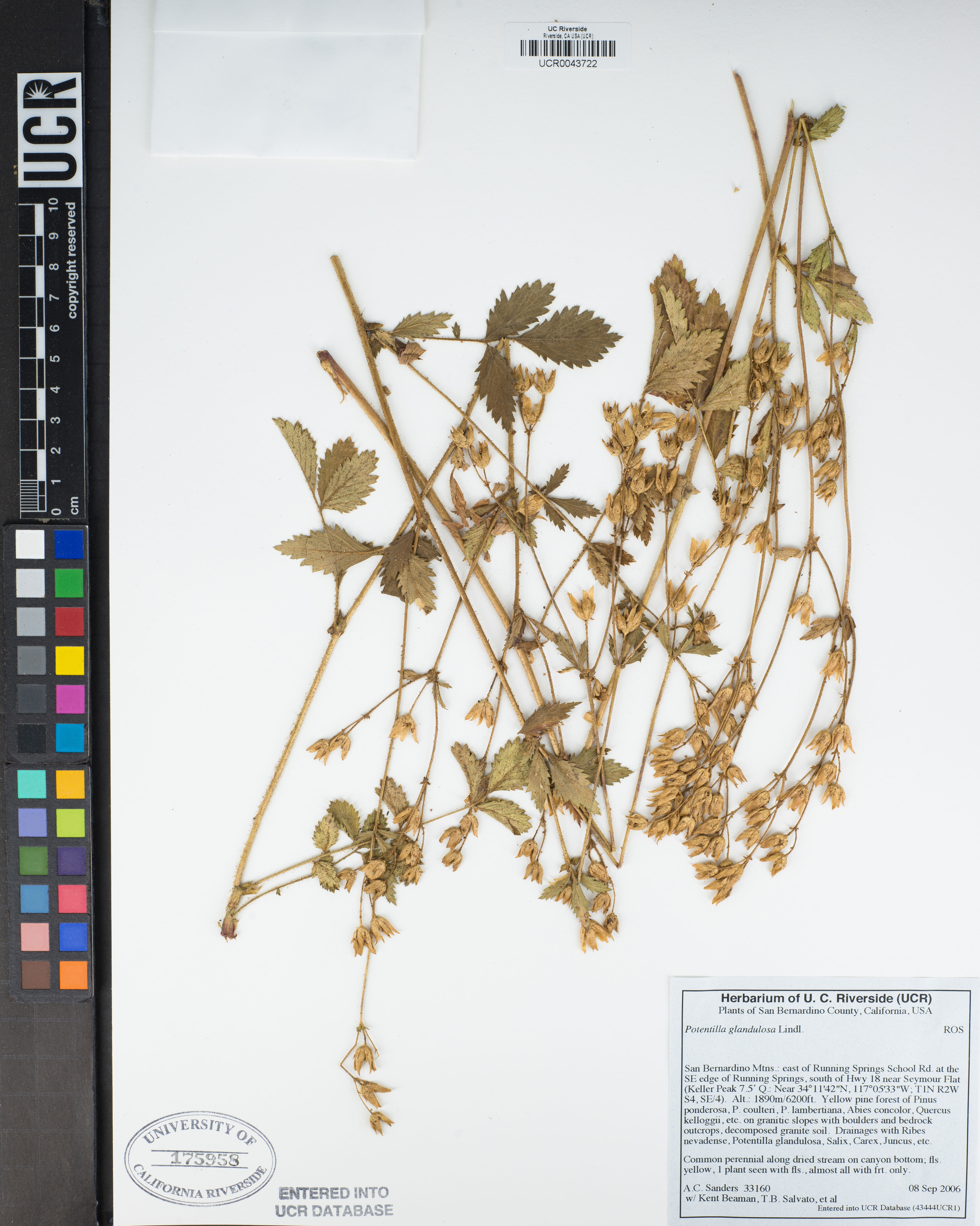 Potentilla glandulosa - 60