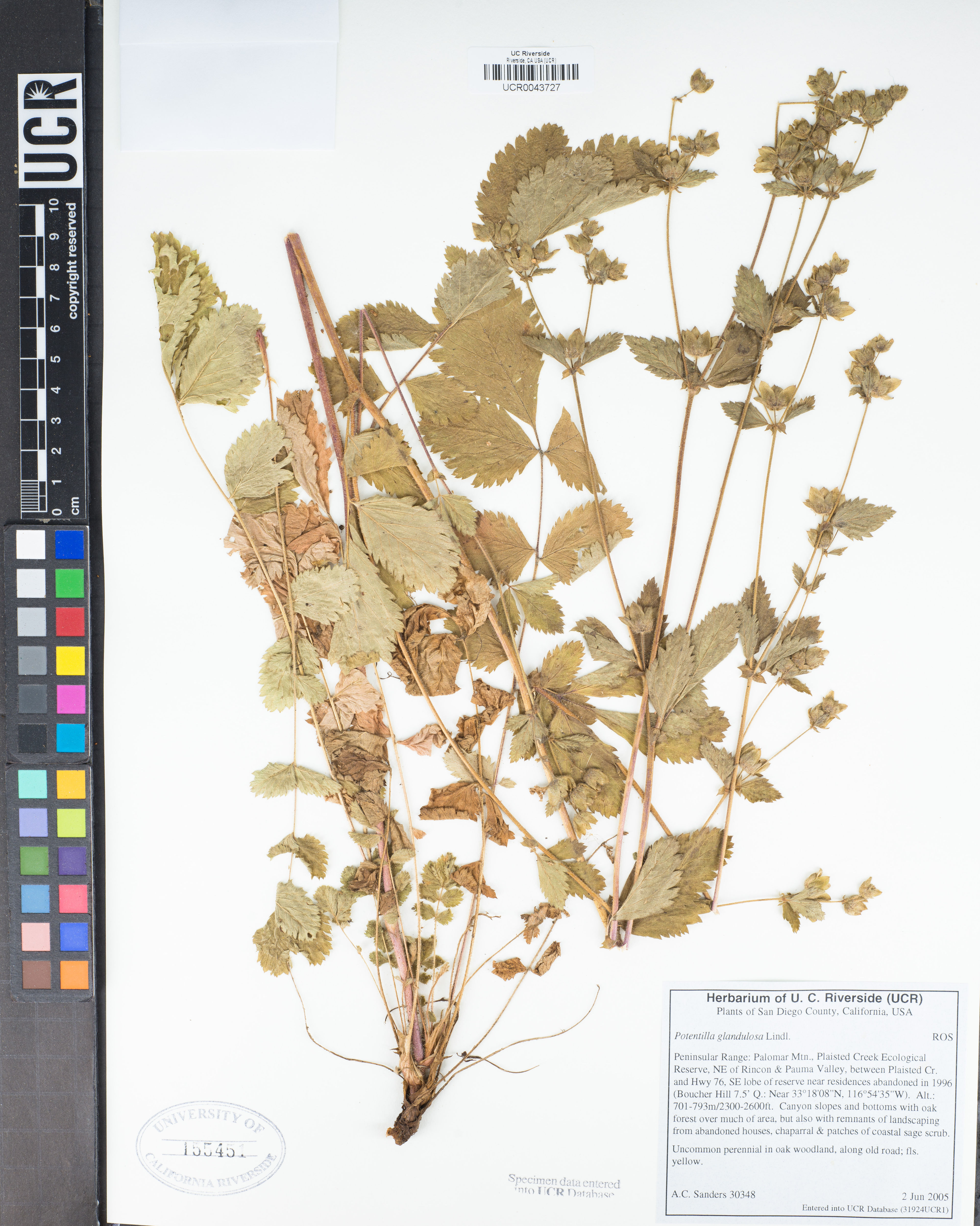 Potentilla glandulosa - 3