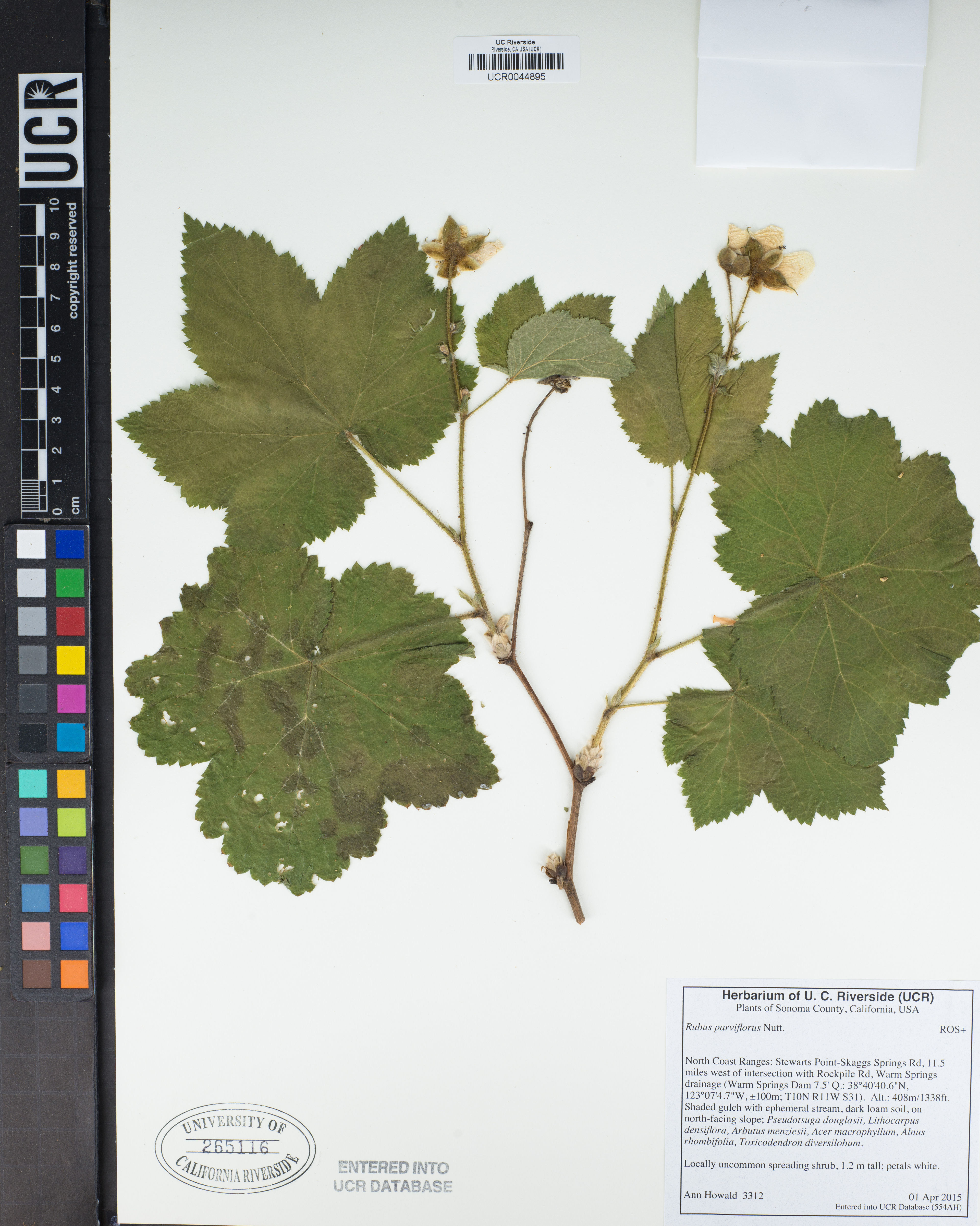 Rubus parviflorus - 378
