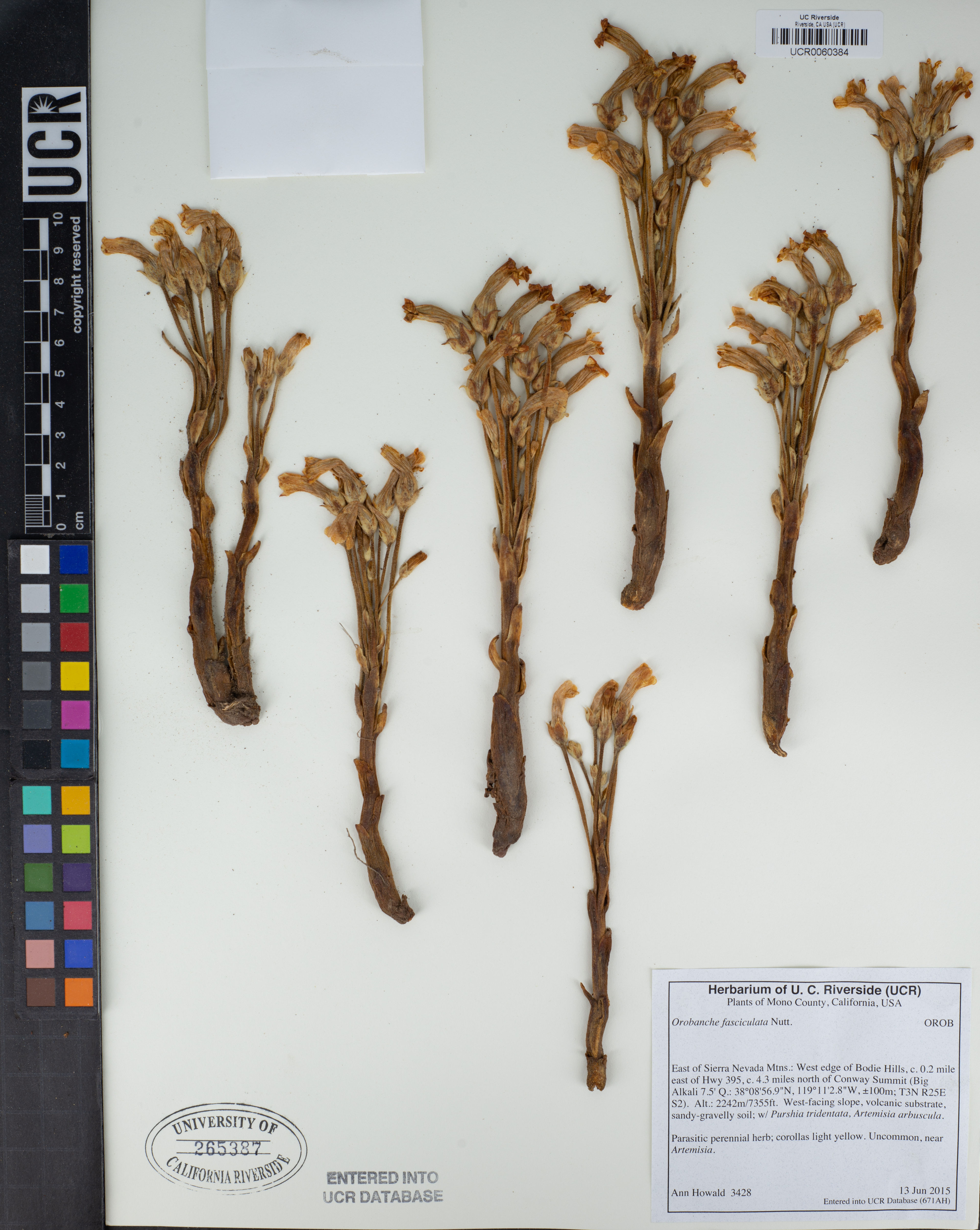 Orobanche fasciculata - 92