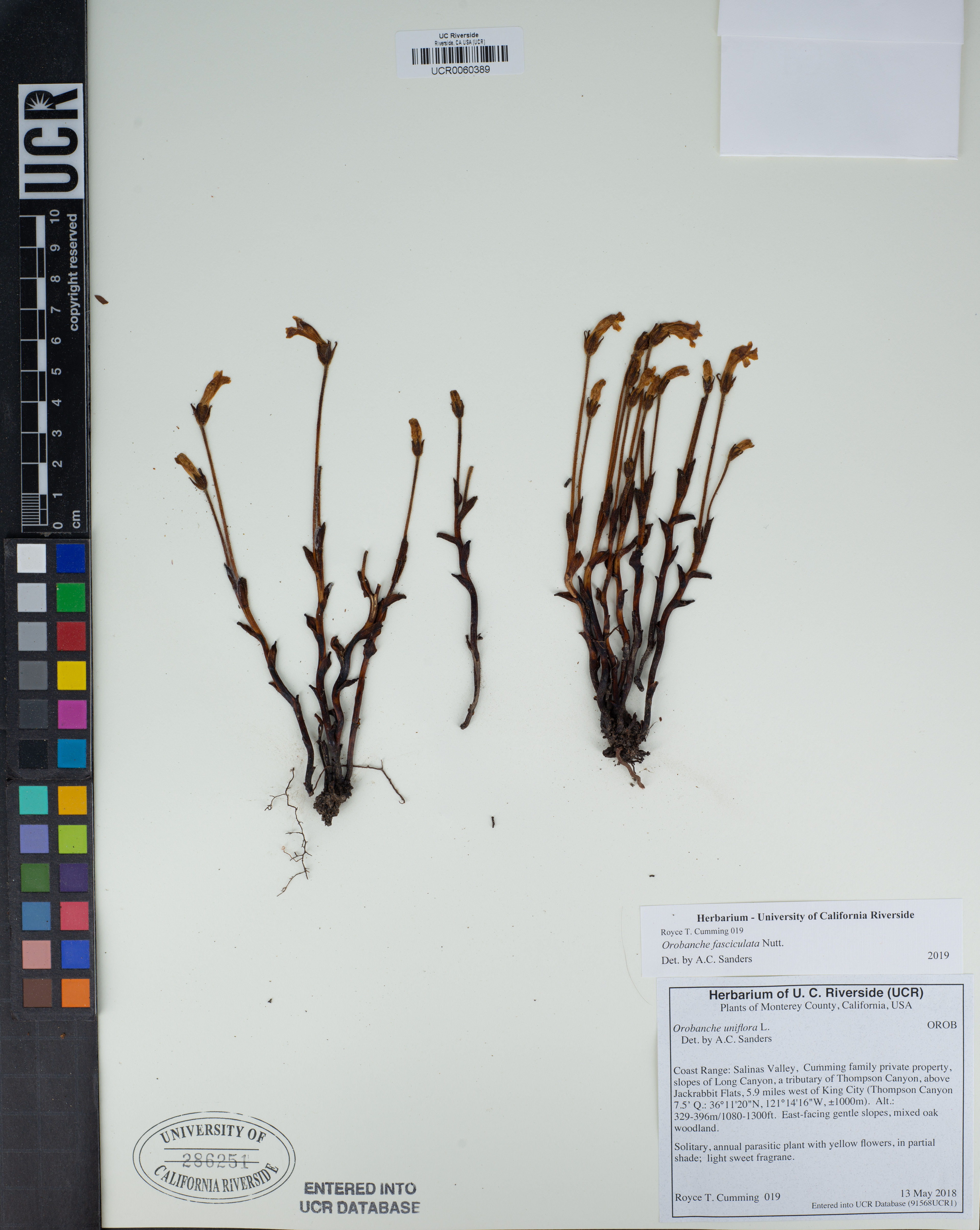 Orobanche fasciculata - 65