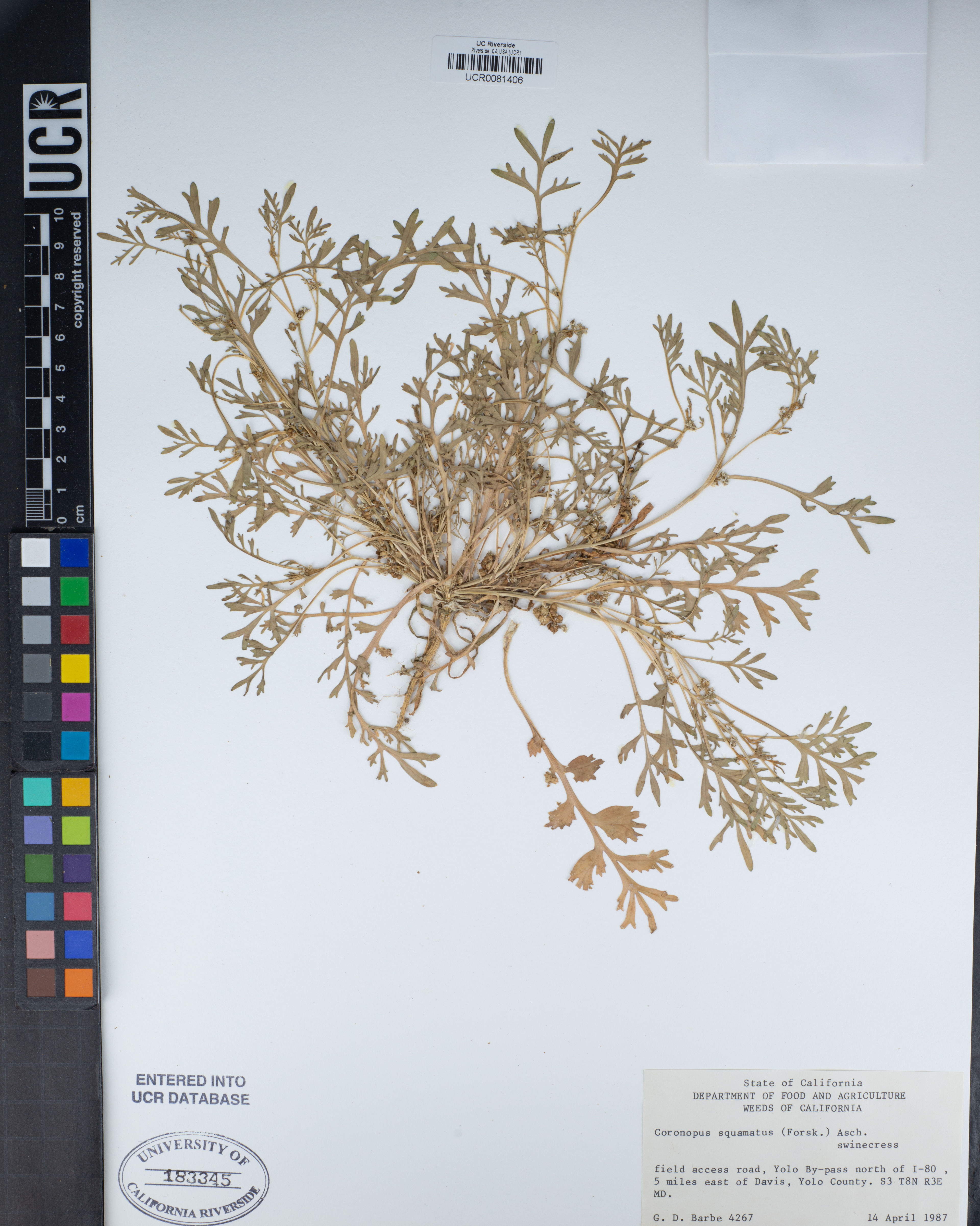 Coronopus squamatus - 64