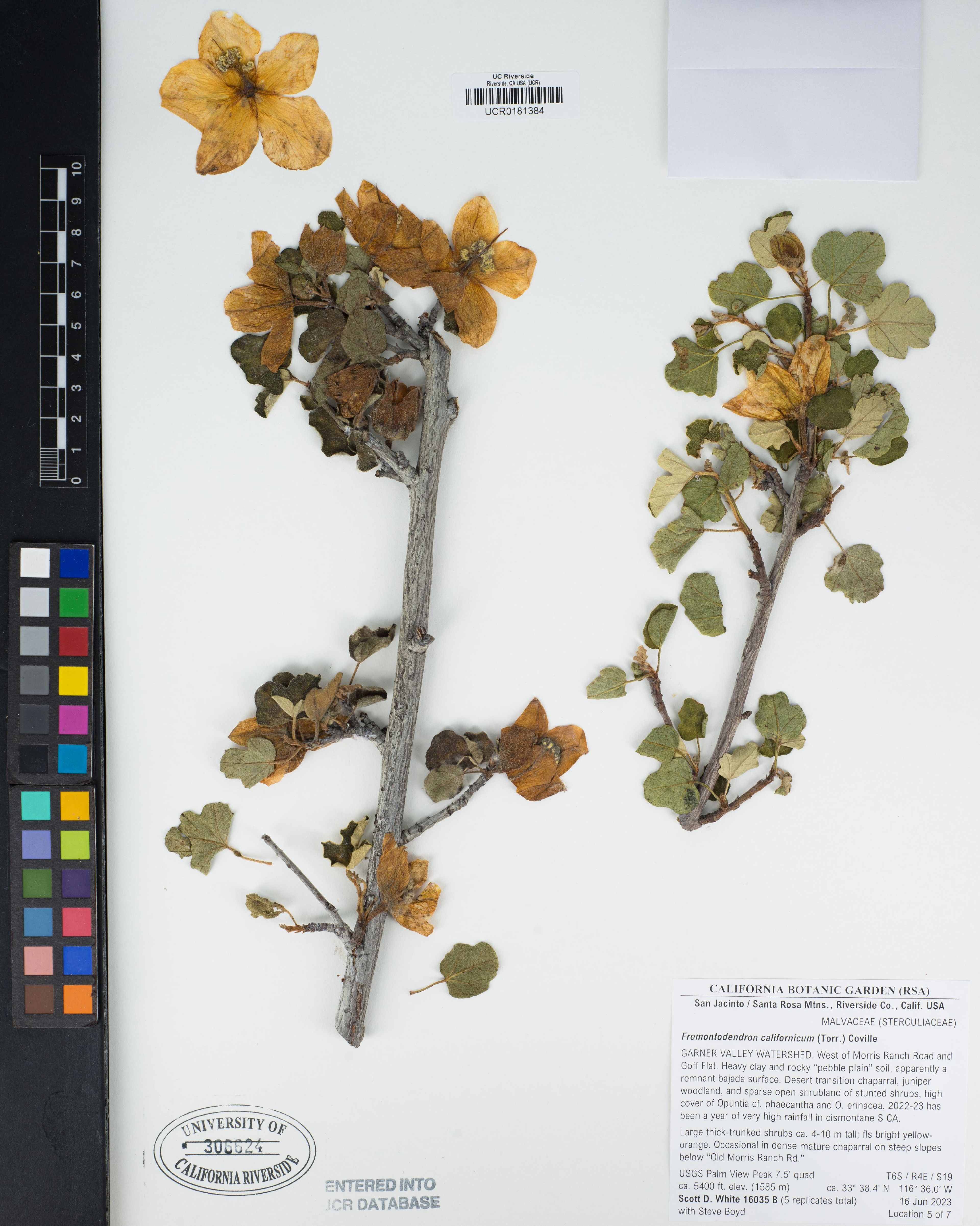 Fremontodendron californicum - 11