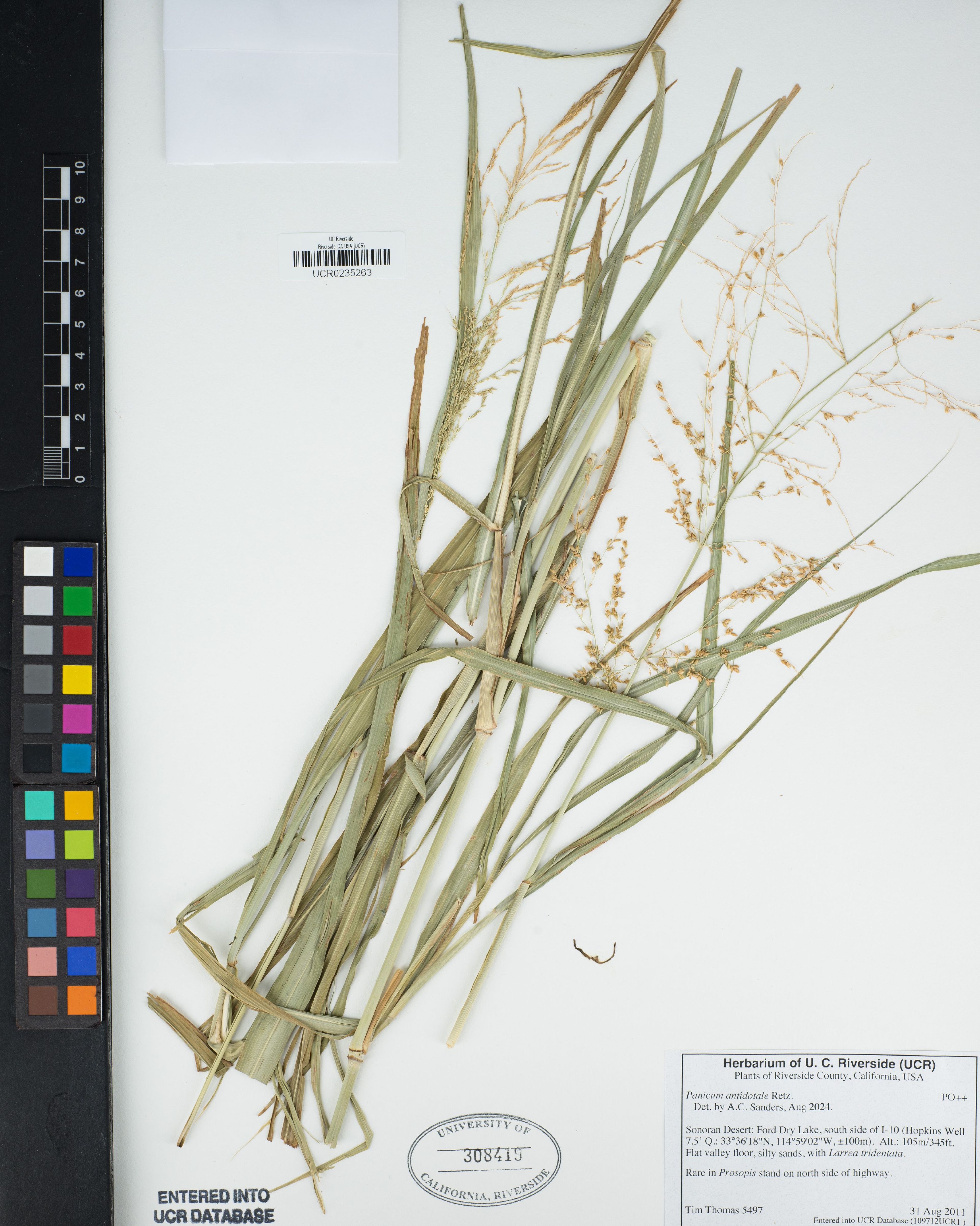 Panicum antidotale - 16