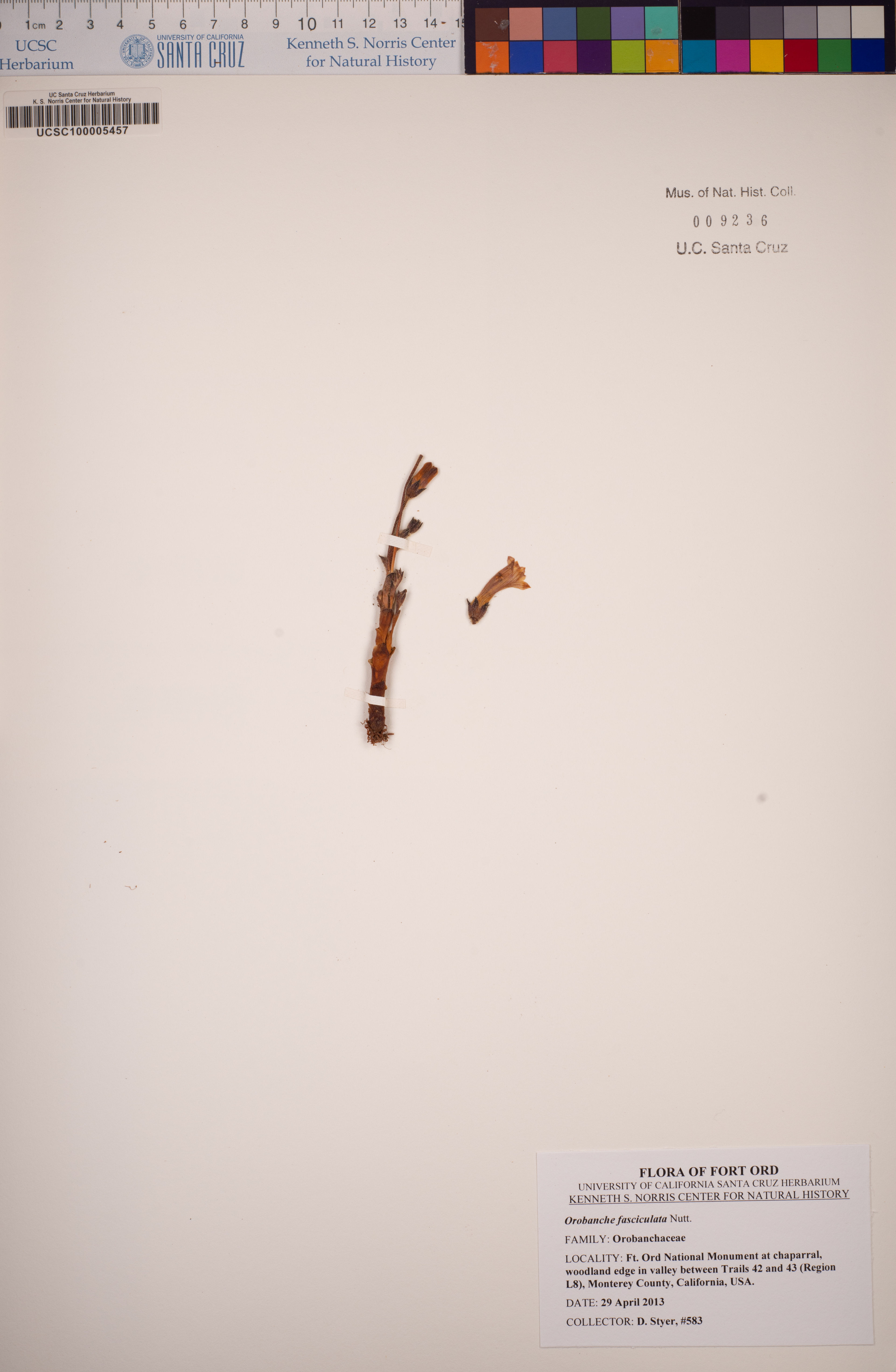 Orobanche fasciculata - 79