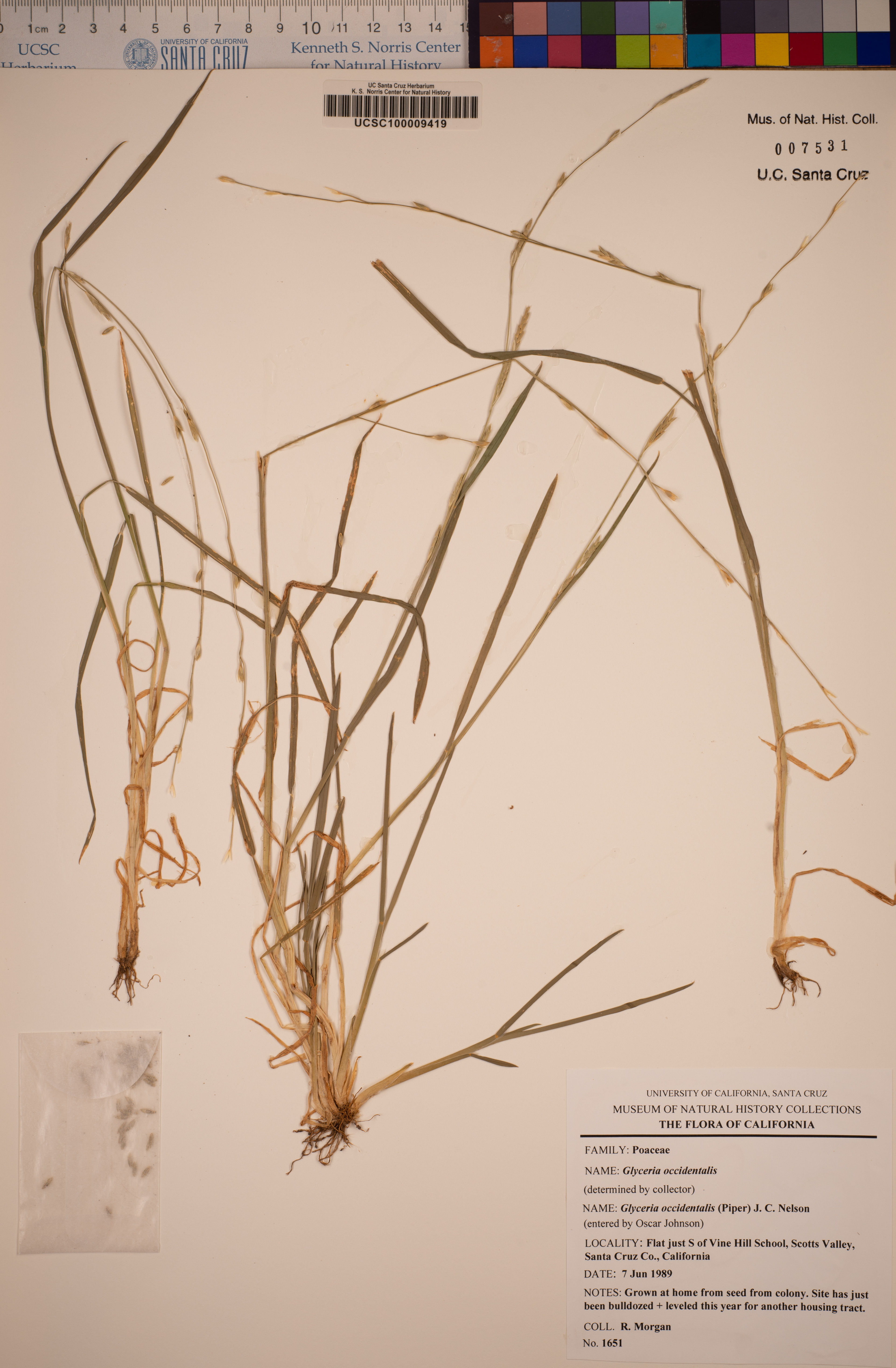 Glyceria occidentalis - 19