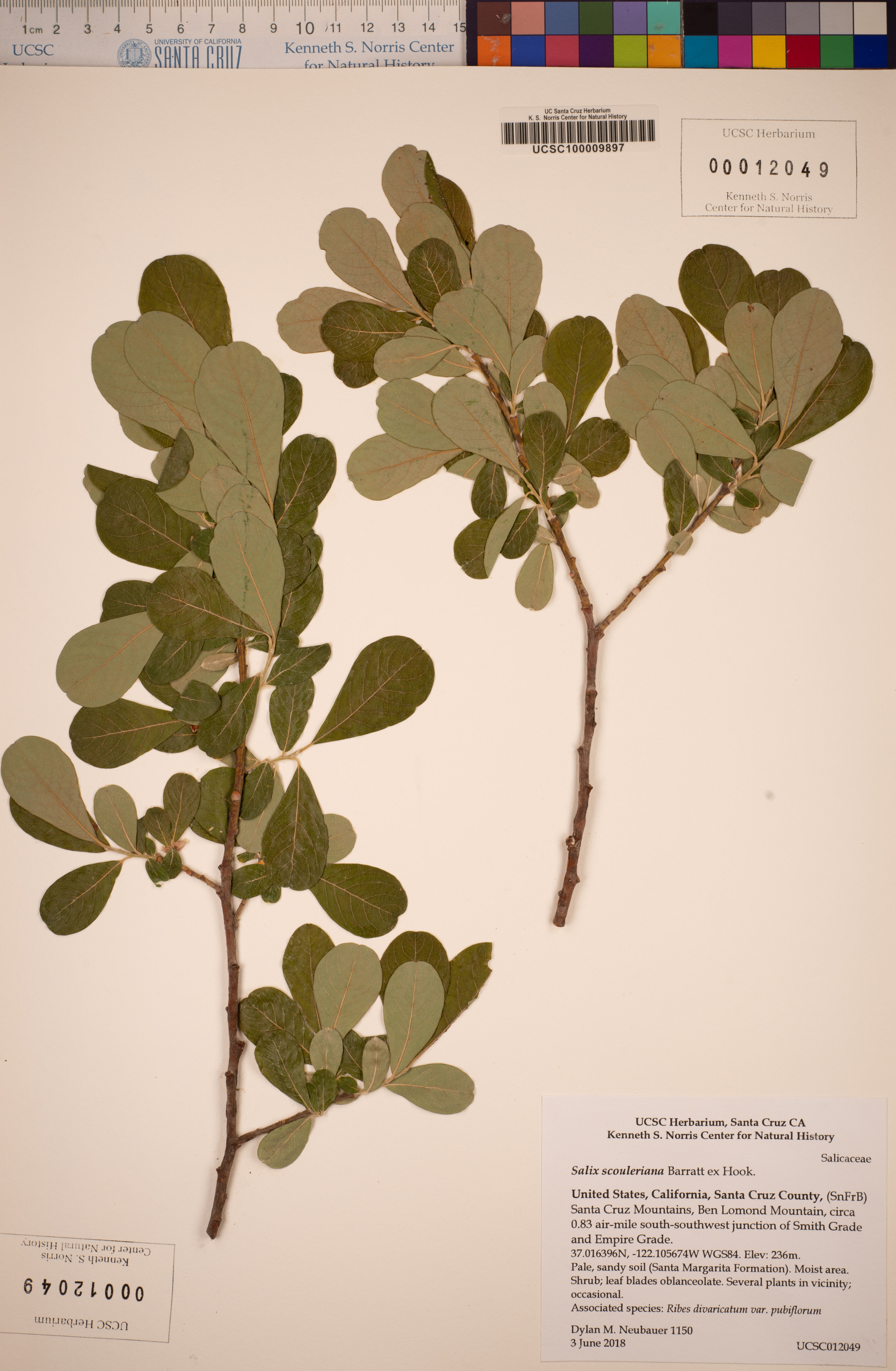 Salix scouleriana - 43