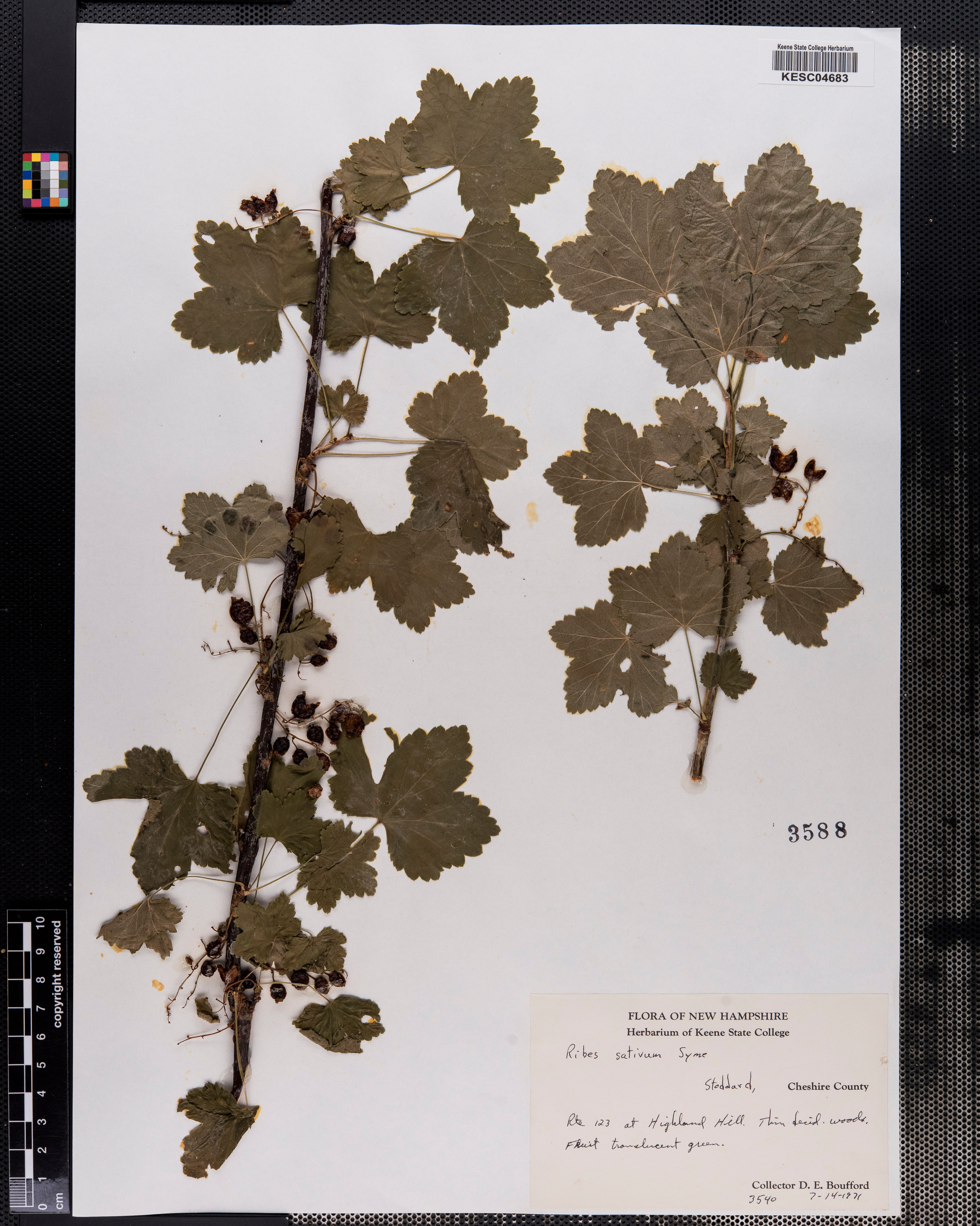 Ribes sativum - 94