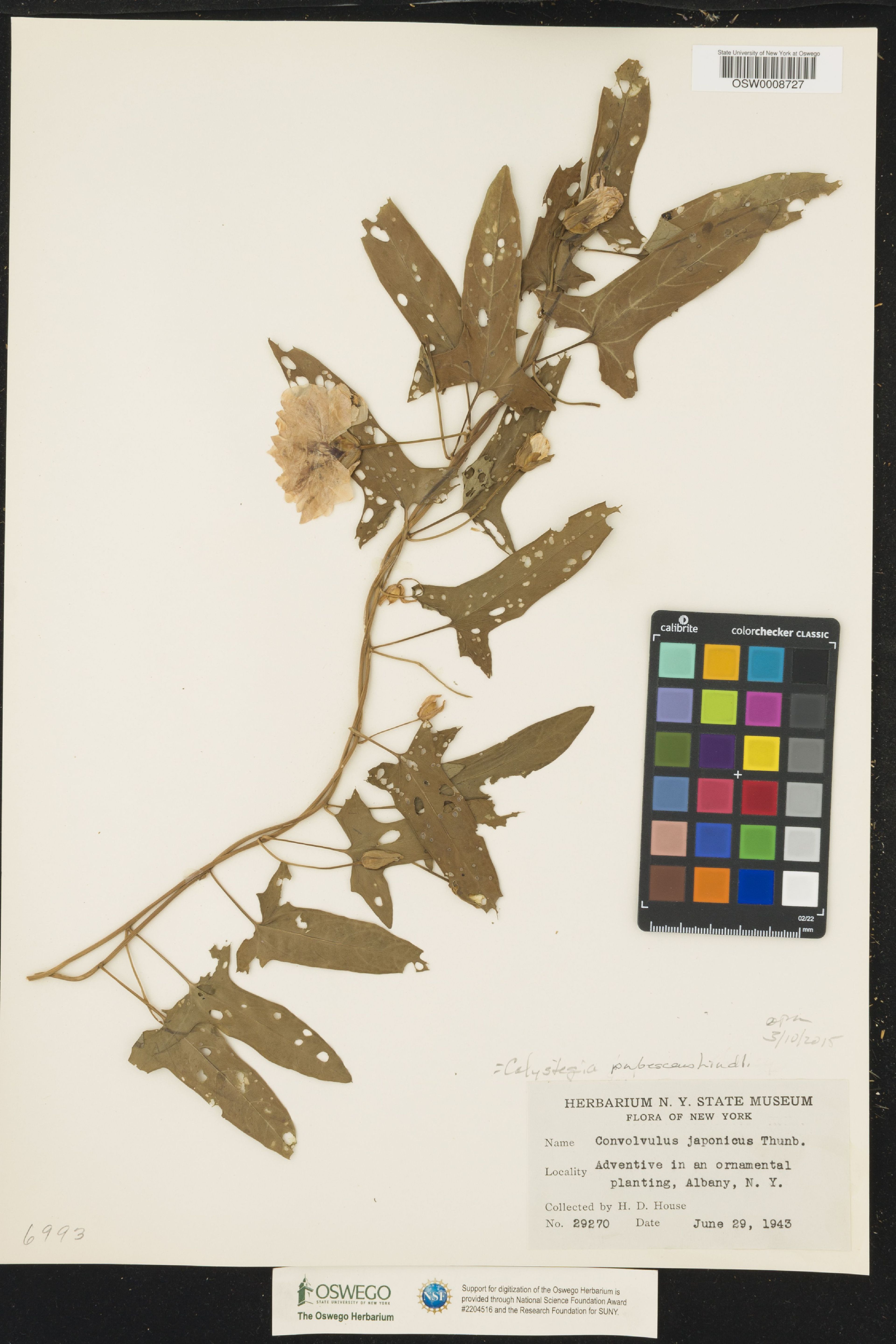 Calystegia pubescens - 63