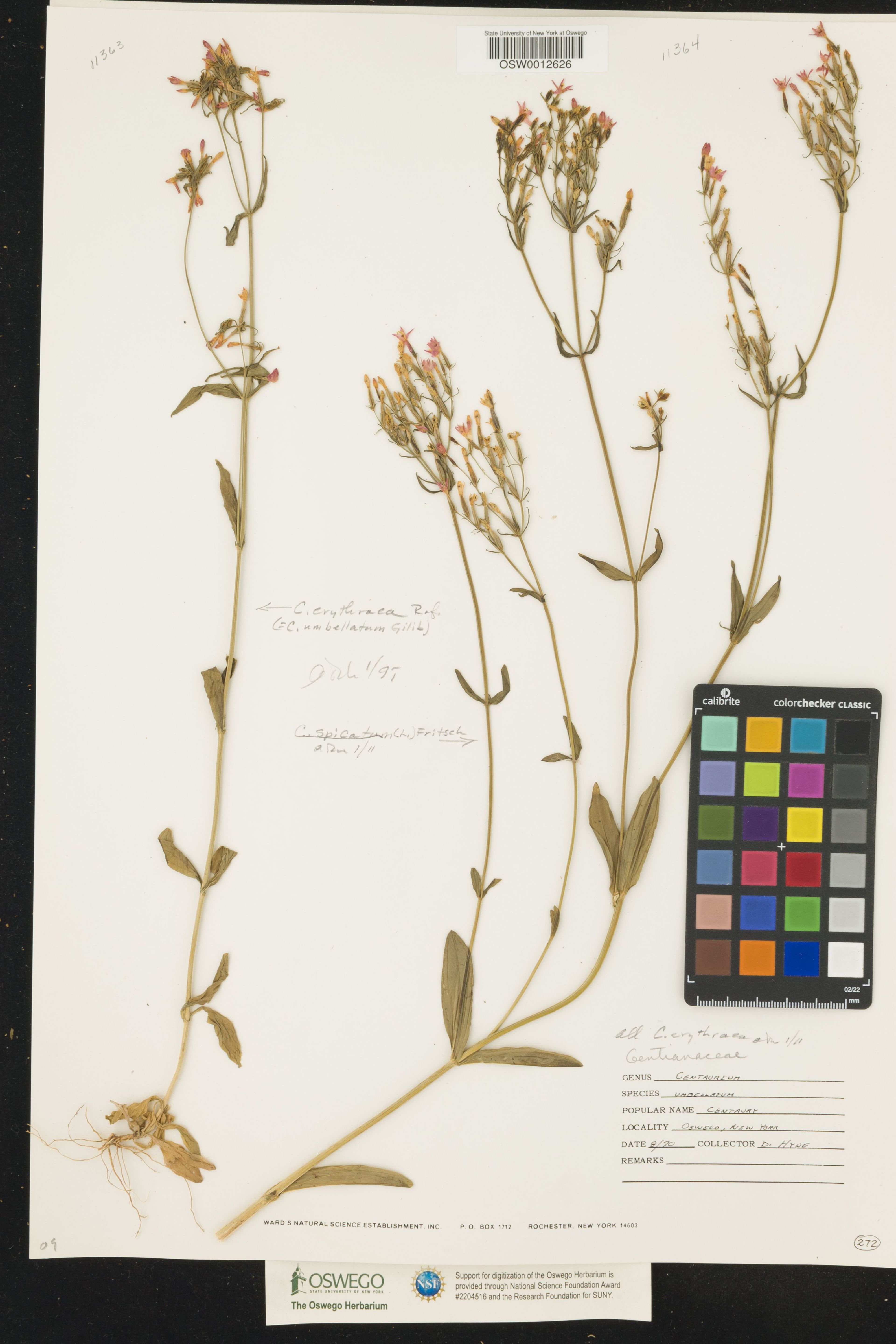 Centaurium spicatum - 4