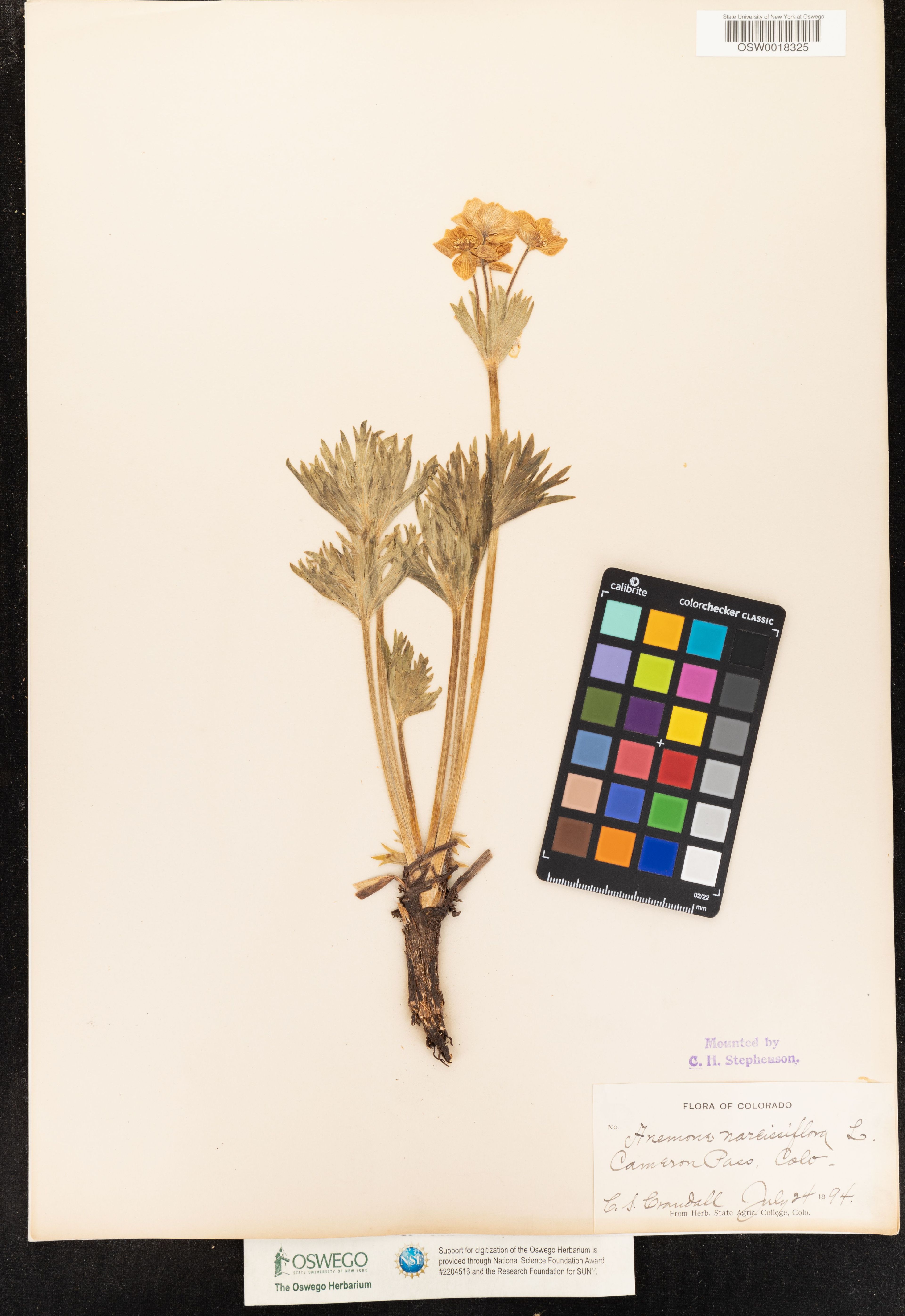Anemone narcissiflora - 46