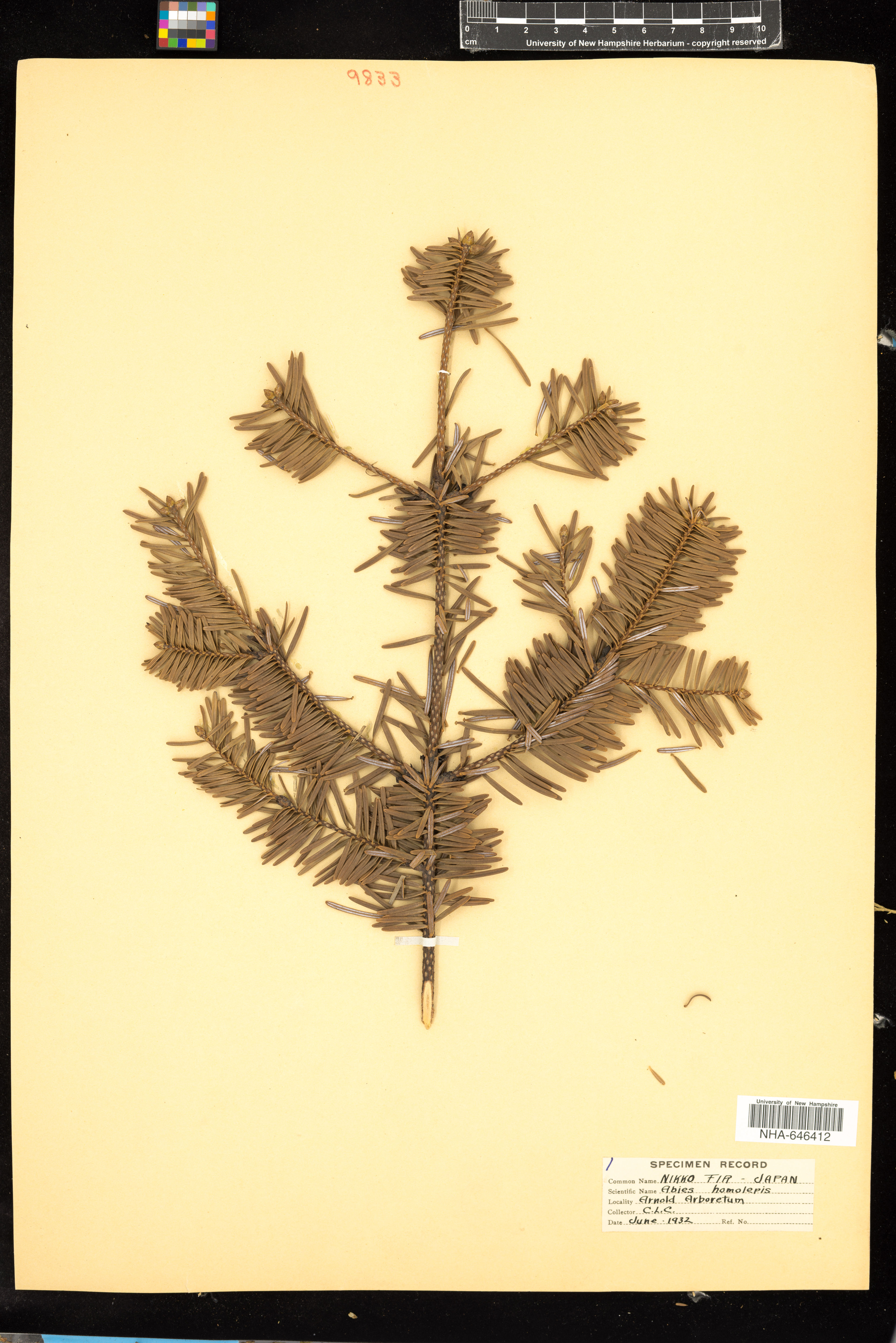 Abies homolepis - 2