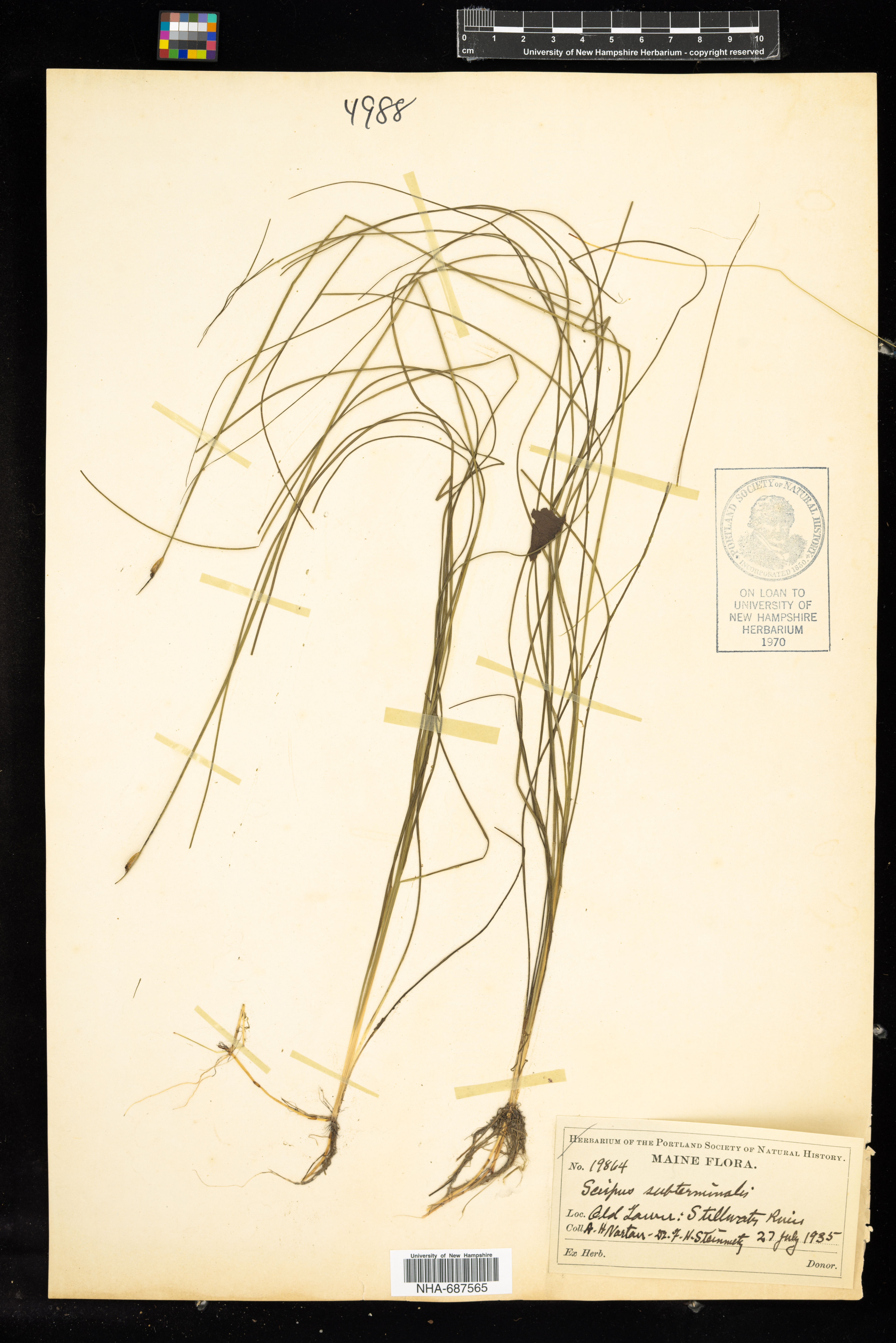 Scirpus subterminalis - 25