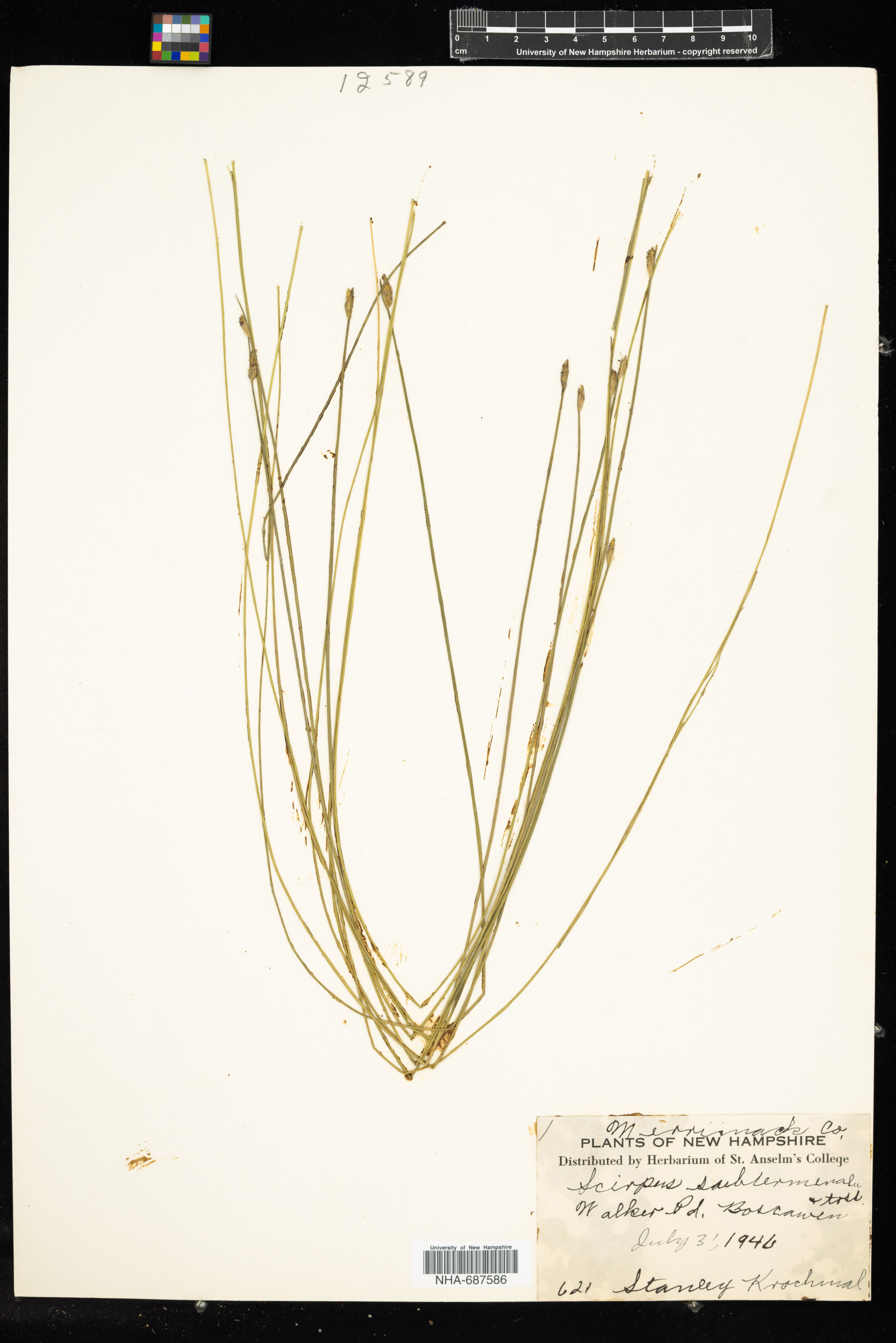 Scirpus subterminalis - 86