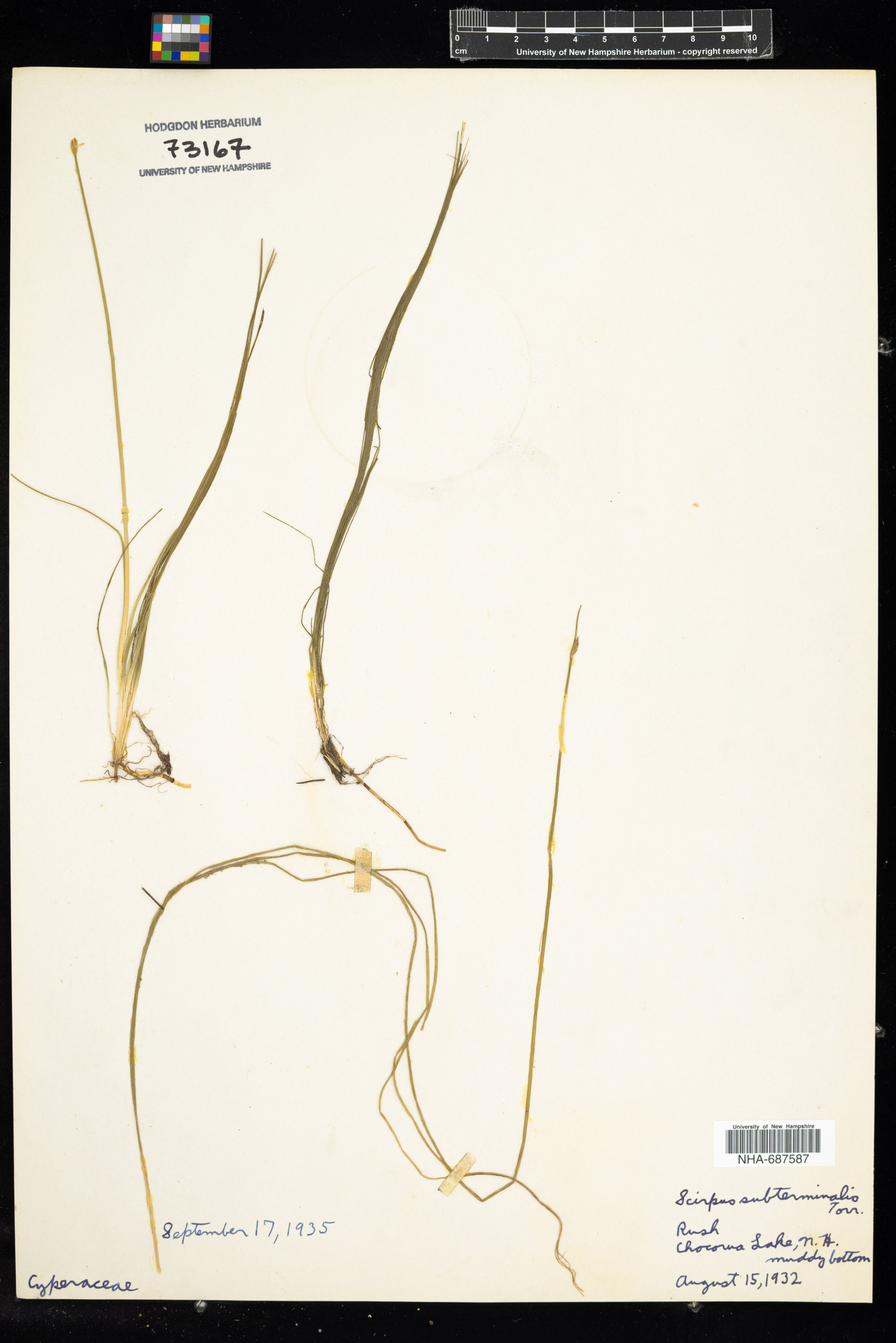 Scirpus subterminalis - 23