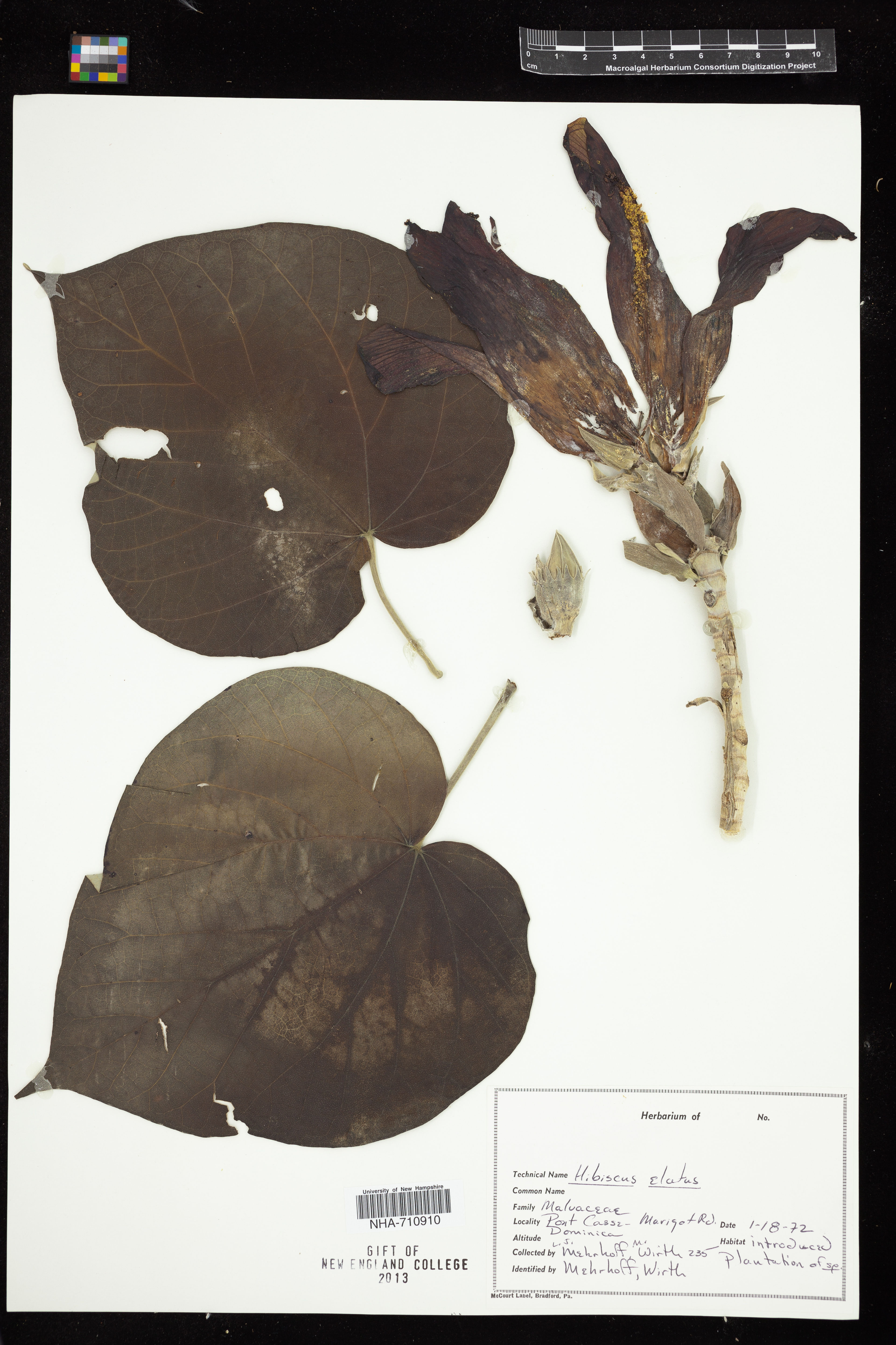 Talipariti elatum - 31