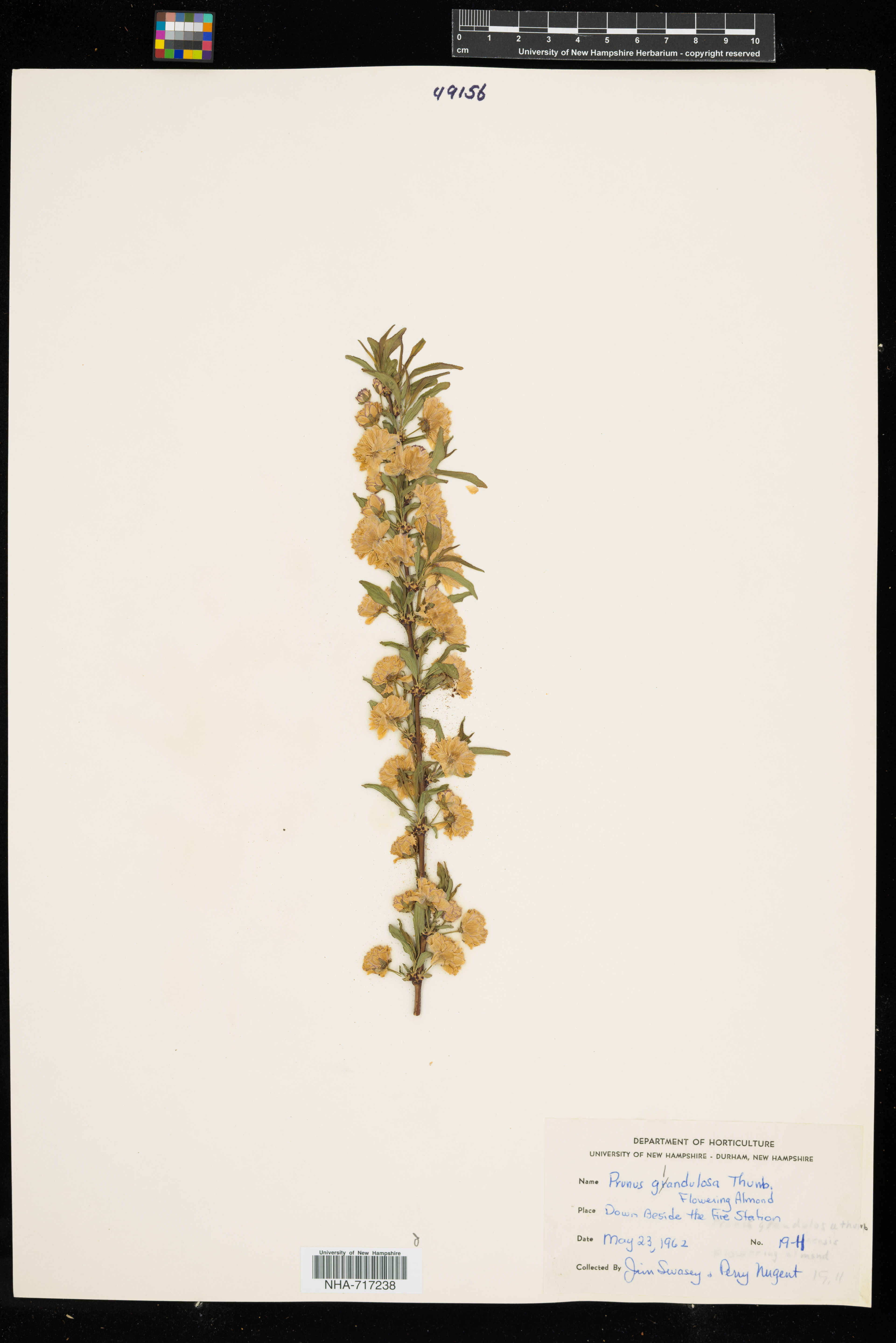 Prunus glandulosa - 26