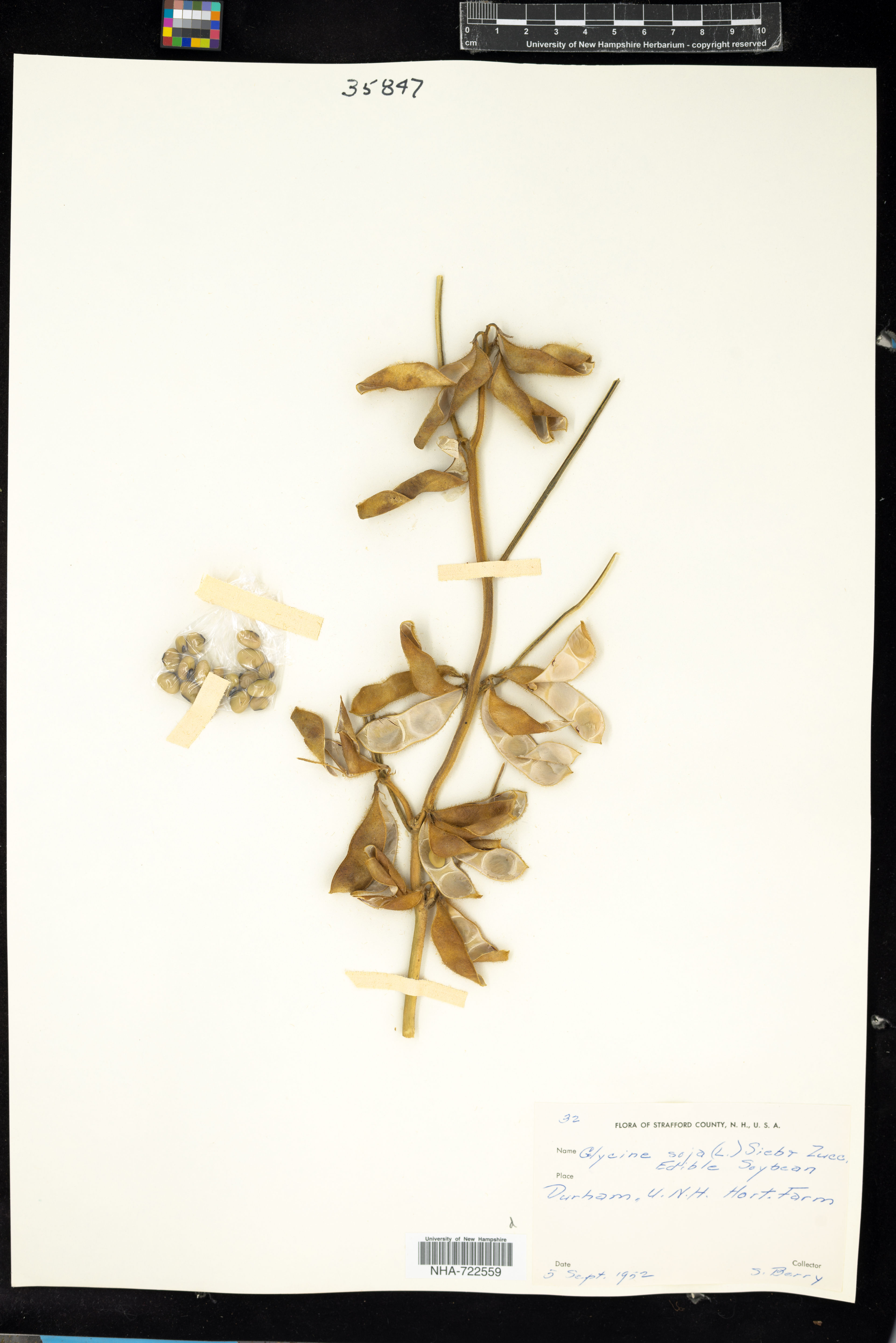 Glycine soja - 2